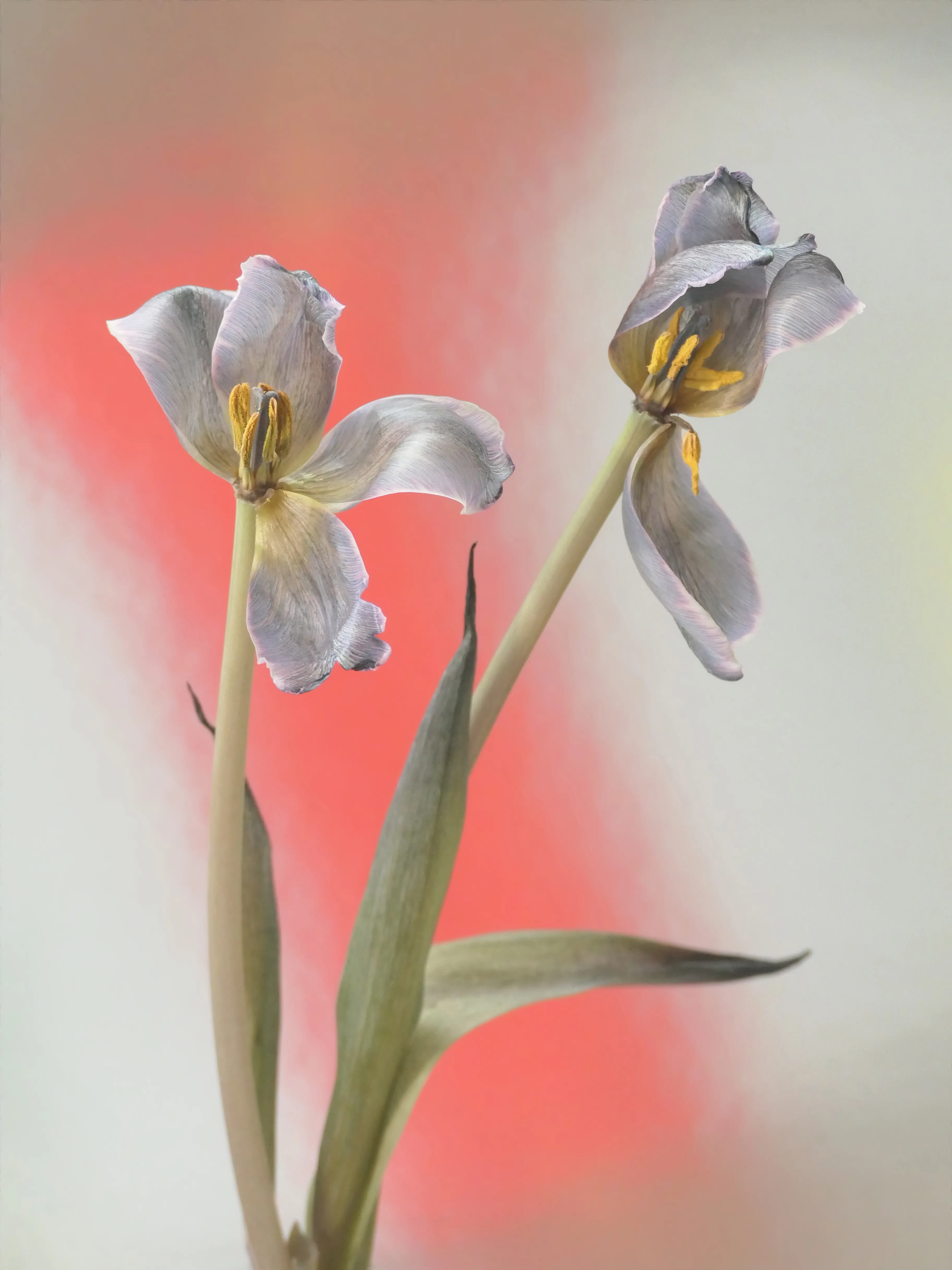 Adieux is an ongoing series of tributes to fading flowers, a loving farewell.