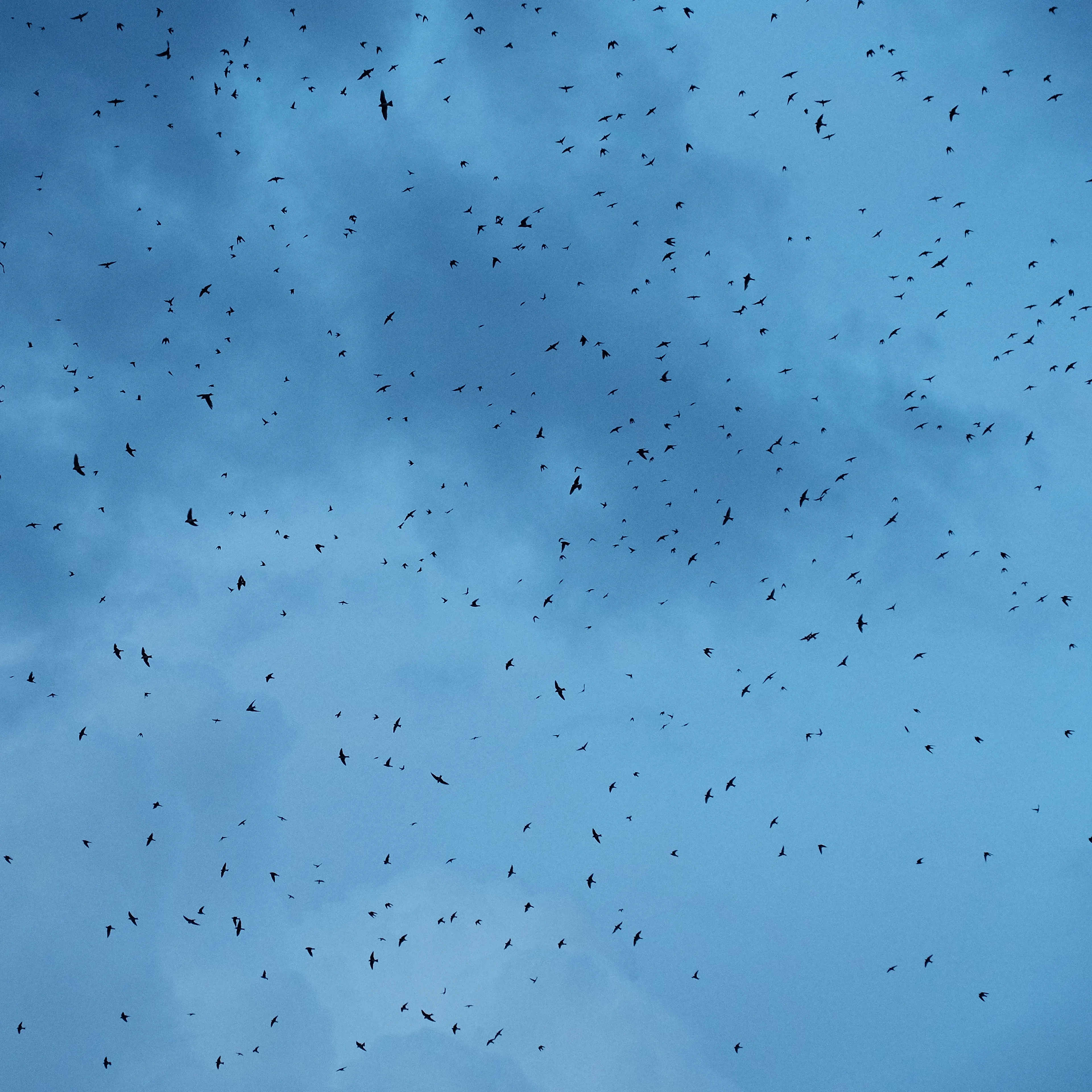 “Cachivaches” is a colloquial Spanish term for a mix of miscellaneous objects often considered worthless or junk. This series explores the aesthetic and structural dynamics of discarded objects, focusing on the paradox between chaos and order. The square format imposes a geometric constraint, juxtaposing organic disorder with rigid frames, encouraging a reevaluation of inherent organization. By highlighting spontaneous patterns in the disordered, "Cachivaches" reveals the latent beauty in the mundane.