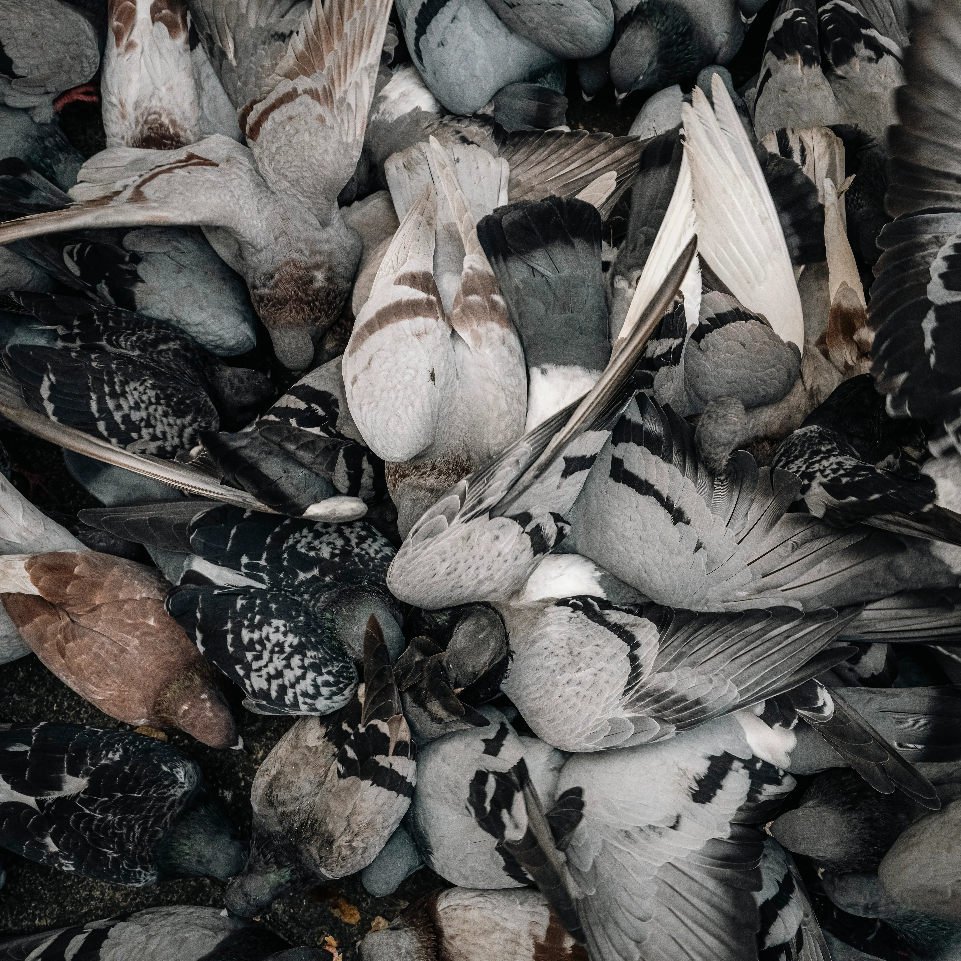 “Cachivaches” is a colloquial Spanish term for a mix of miscellaneous objects often considered worthless or junk. This series explores the aesthetic and structural dynamics of discarded objects, focusing on the paradox between chaos and order. The square format imposes a geometric constraint, juxtaposing organic disorder with rigid frames, encouraging a reevaluation of inherent organization. By highlighting spontaneous patterns in the disordered, "Cachivaches" reveals the latent beauty in the mundane.
