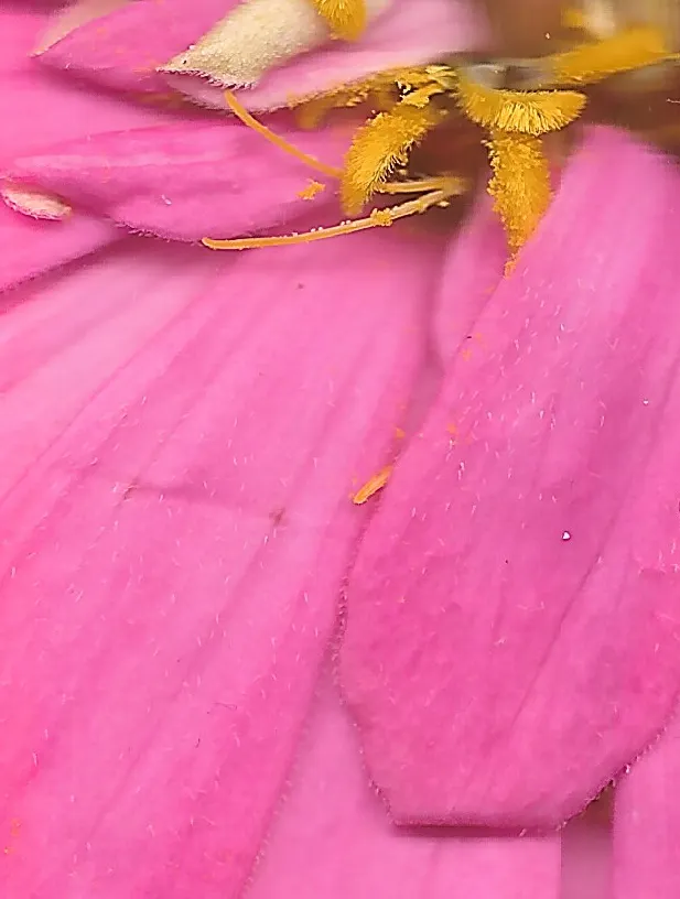 Pink Zinnia from our garden. Scanography