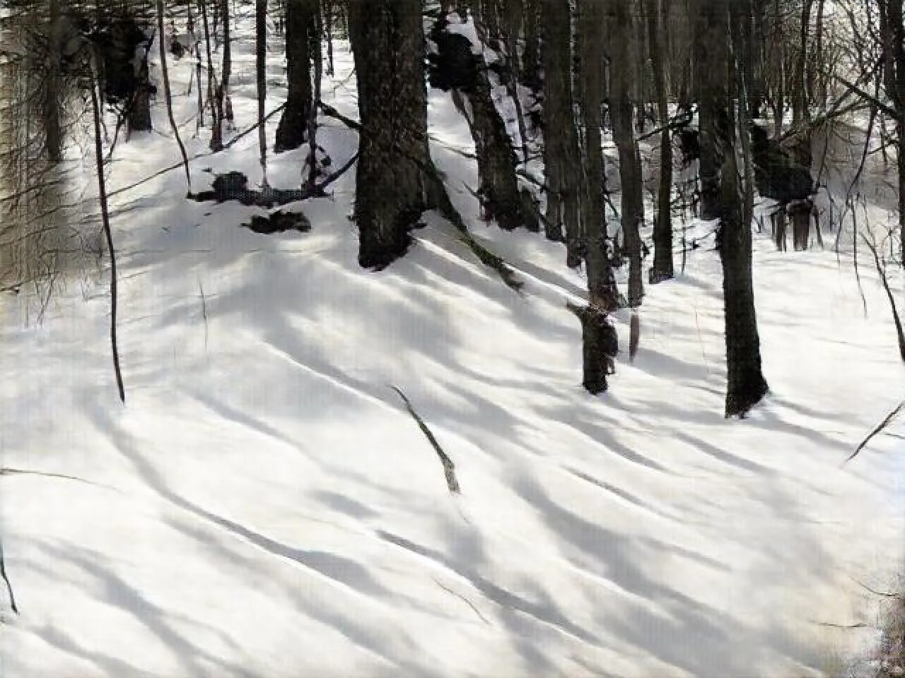 AI artwork generated by a GAN trained on images of woods in rural upstate New York. 