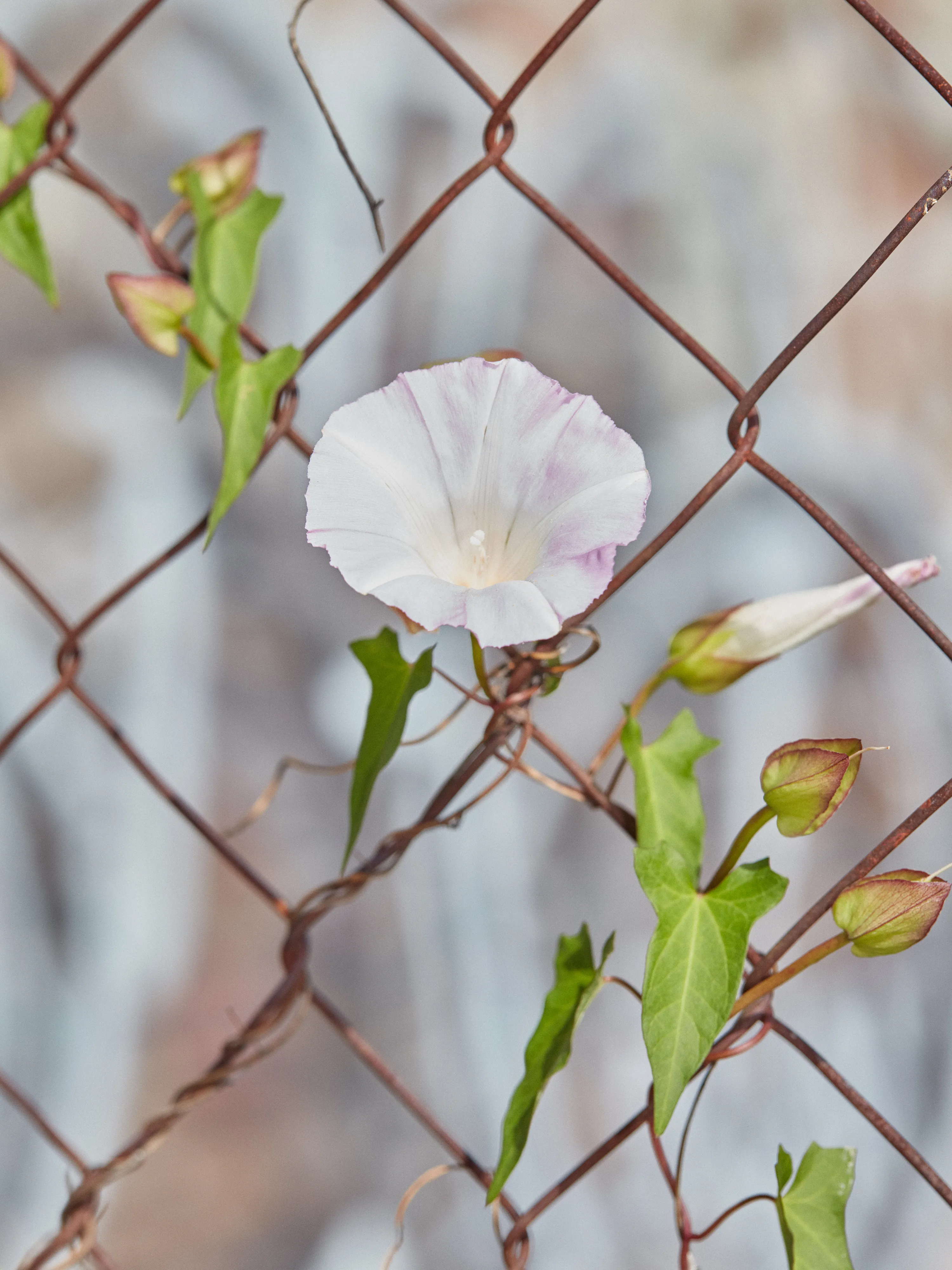 CHAINLINK № 11

Digital Photograph
Brooklyn, NY
2020

3000 x 4000 pixels