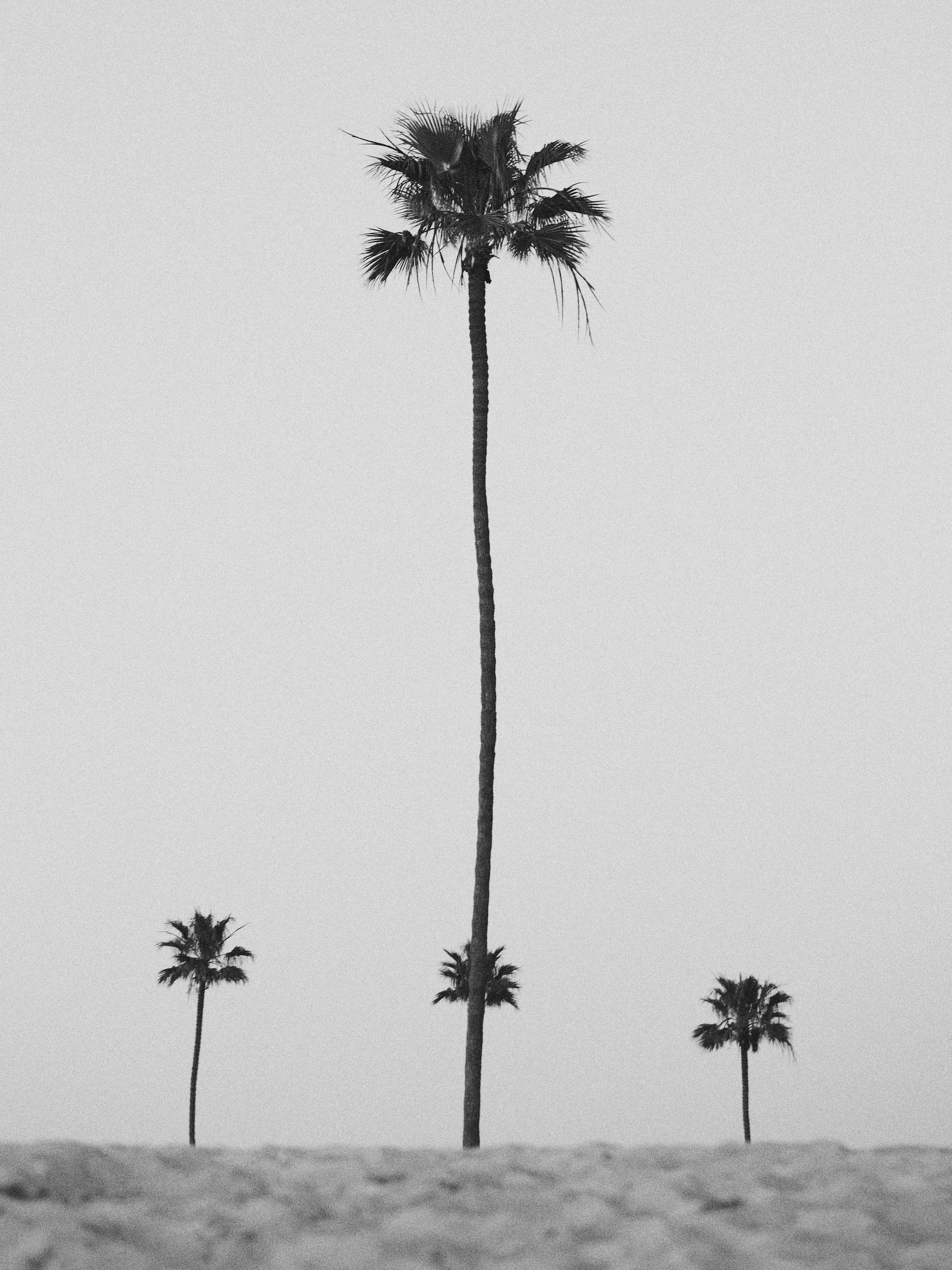 Palm trees along the coast of California
