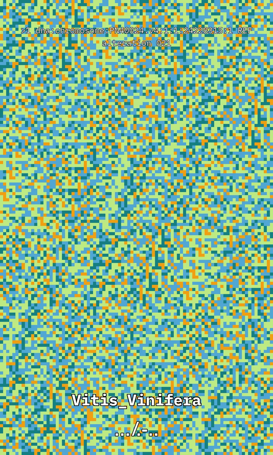 Vitis Vinifera is the scientific name given to what is commonly known as the vine, the most common and widely cultivated climbing plant in the world used to create wine. The artwork uses parts of the genetic sequence of this plant to generate a pixel pattern corresponding to the selected DNA sequence, in this case, from chromosome number 1 of the mentioned plant, through a Python code. The result is an abstract image that aims to simulate a pattern resembling a wine texture or what could be referred to as a digitized wine. The image has been created using 7,789 characters from the sequence (ACTG). The artwork, self-generated by a computer, offers nearly infinite possibilities by selecting different sections of the genetic code of Vitis Vinifera.