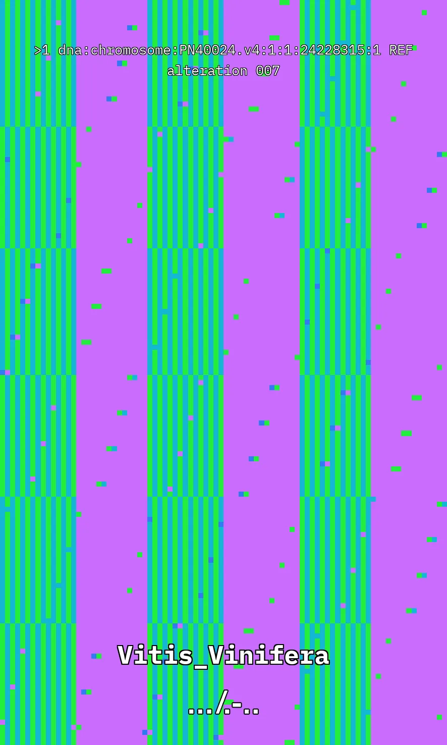 Vitis Vinifera is the scientific name given to what is commonly known as the vine, the most common and widely cultivated climbing plant in the world used to create wine. The artwork uses parts of the genetic sequence of this plant to generate a pixel pattern corresponding to the selected DNA sequence, in this case, from chromosome number 1 of the mentioned plant, through a Python code. The result is an abstract image that aims to simulate a pattern resembling a wine texture or what could be referred to as a digitized wine. The image has been created using 7,789 characters from the sequence (ACTG). The artwork, self-generated by a computer, offers nearly infinite possibilities by selecting different sections of the genetic code of Vitis Vinifera.