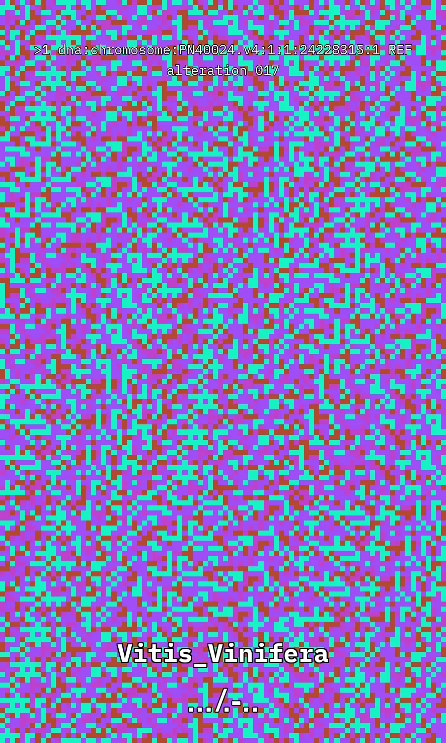 Vitis Vinifera is the scientific name given to what is commonly known as the vine, the most common and widely cultivated climbing plant in the world used to create wine. The artwork uses parts of the genetic sequence of this plant to generate a pixel pattern corresponding to the selected DNA sequence, in this case, from chromosome number 1 of the mentioned plant, through a Python code. The result is an abstract image that aims to simulate a pattern resembling a wine texture or what could be referred to as a digitized wine. The image has been created using 7,789 characters from the sequence (ACTG). The artwork, self-generated by a computer, offers nearly infinite possibilities by selecting different sections of the genetic code of Vitis Vinifera.