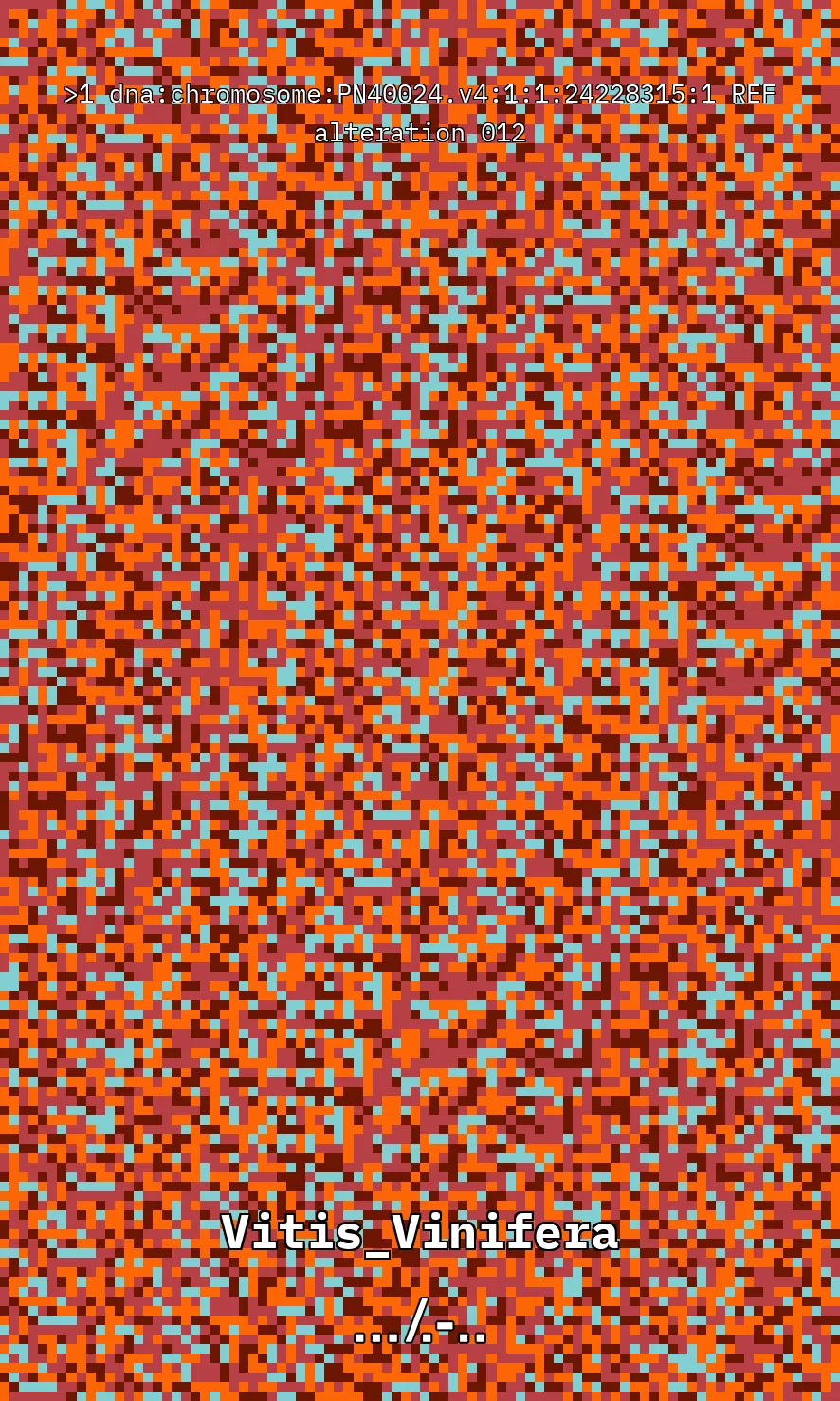 Vitis Vinifera is the scientific name given to what is commonly known as the vine, the most common and widely cultivated climbing plant in the world used to create wine. The artwork uses parts of the genetic sequence of this plant to generate a pixel pattern corresponding to the selected DNA sequence, in this case, from chromosome number 1 of the mentioned plant, through a Python code. The result is an abstract image that aims to simulate a pattern resembling a wine texture or what could be referred to as a digitized wine. The image has been created using 7,789 characters from the sequence (ACTG). The artwork, self-generated by a computer, offers nearly infinite possibilities by selecting different sections of the genetic code of Vitis Vinifera.