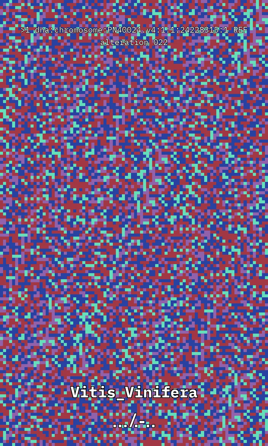 Vitis Vinifera is the scientific name given to what is commonly known as the vine, the most common and widely cultivated climbing plant in the world used to create wine. The artwork uses parts of the genetic sequence of this plant to generate a pixel pattern corresponding to the selected DNA sequence, in this case, from chromosome number 1 of the mentioned plant, through a Python code. The result is an abstract image that aims to simulate a pattern resembling a wine texture or what could be referred to as a digitized wine. The image has been created using 7,789 characters from the sequence (ACTG). The artwork, self-generated by a computer, offers nearly infinite possibilities by selecting different sections of the genetic code of Vitis Vinifera.