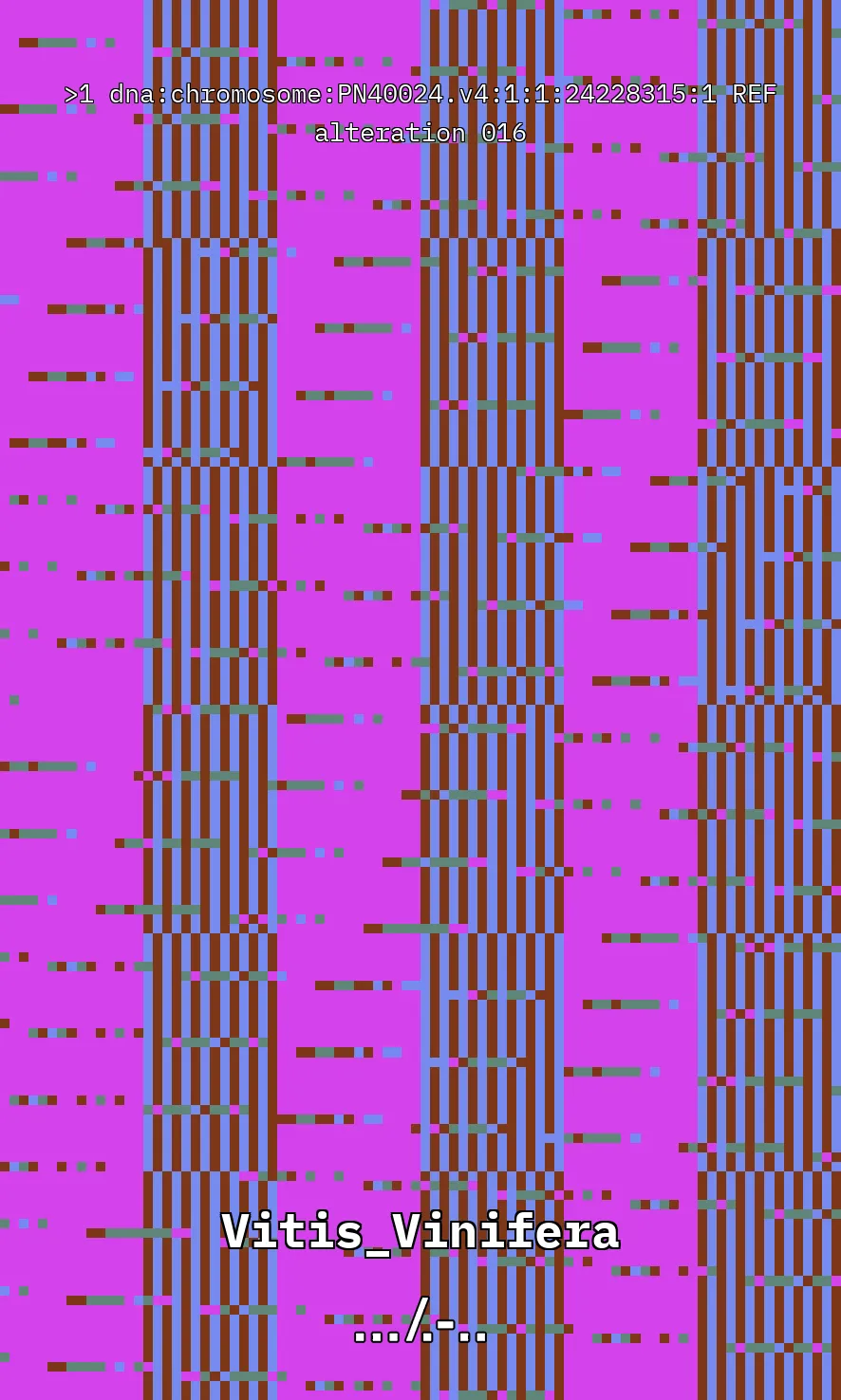Vitis Vinifera is the scientific name given to what is commonly known as the vine, the most common and widely cultivated climbing plant in the world used to create wine. The artwork uses parts of the genetic sequence of this plant to generate a pixel pattern corresponding to the selected DNA sequence, in this case, from chromosome number 1 of the mentioned plant, through a Python code. The result is an abstract image that aims to simulate a pattern resembling a wine texture or what could be referred to as a digitized wine. The image has been created using 7,789 characters from the sequence (ACTG). The artwork, self-generated by a computer, offers nearly infinite possibilities by selecting different sections of the genetic code of Vitis Vinifera.