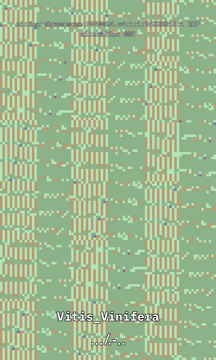 Vitis Vinifera is the scientific name given to what is commonly known as the vine, the most common and widely cultivated climbing plant in the world used to create wine. The artwork uses parts of the genetic sequence of this plant to generate a pixel pattern corresponding to the selected DNA sequence, in this case, from chromosome number 1 of the mentioned plant, through a Python code. The result is an abstract image that aims to simulate a pattern resembling a wine texture or what could be referred to as a digitized wine. The image has been created using 7,789 characters from the sequence (ACTG). The artwork, self-generated by a computer, offers nearly infinite possibilities by selecting different sections of the genetic code of Vitis Vinifera.