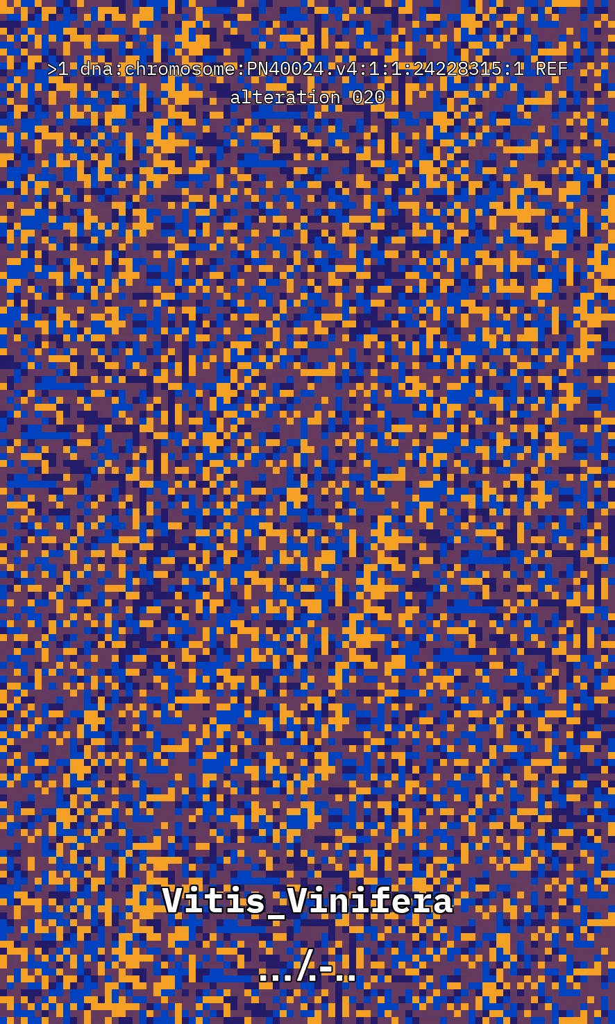 Vitis Vinifera is the scientific name given to what is commonly known as the vine, the most common and widely cultivated climbing plant in the world used to create wine. The artwork uses parts of the genetic sequence of this plant to generate a pixel pattern corresponding to the selected DNA sequence, in this case, from chromosome number 1 of the mentioned plant, through a Python code. The result is an abstract image that aims to simulate a pattern resembling a wine texture or what could be referred to as a digitized wine. The image has been created using 7,789 characters from the sequence (ACTG). The artwork, self-generated by a computer, offers nearly infinite possibilities by selecting different sections of the genetic code of Vitis Vinifera.