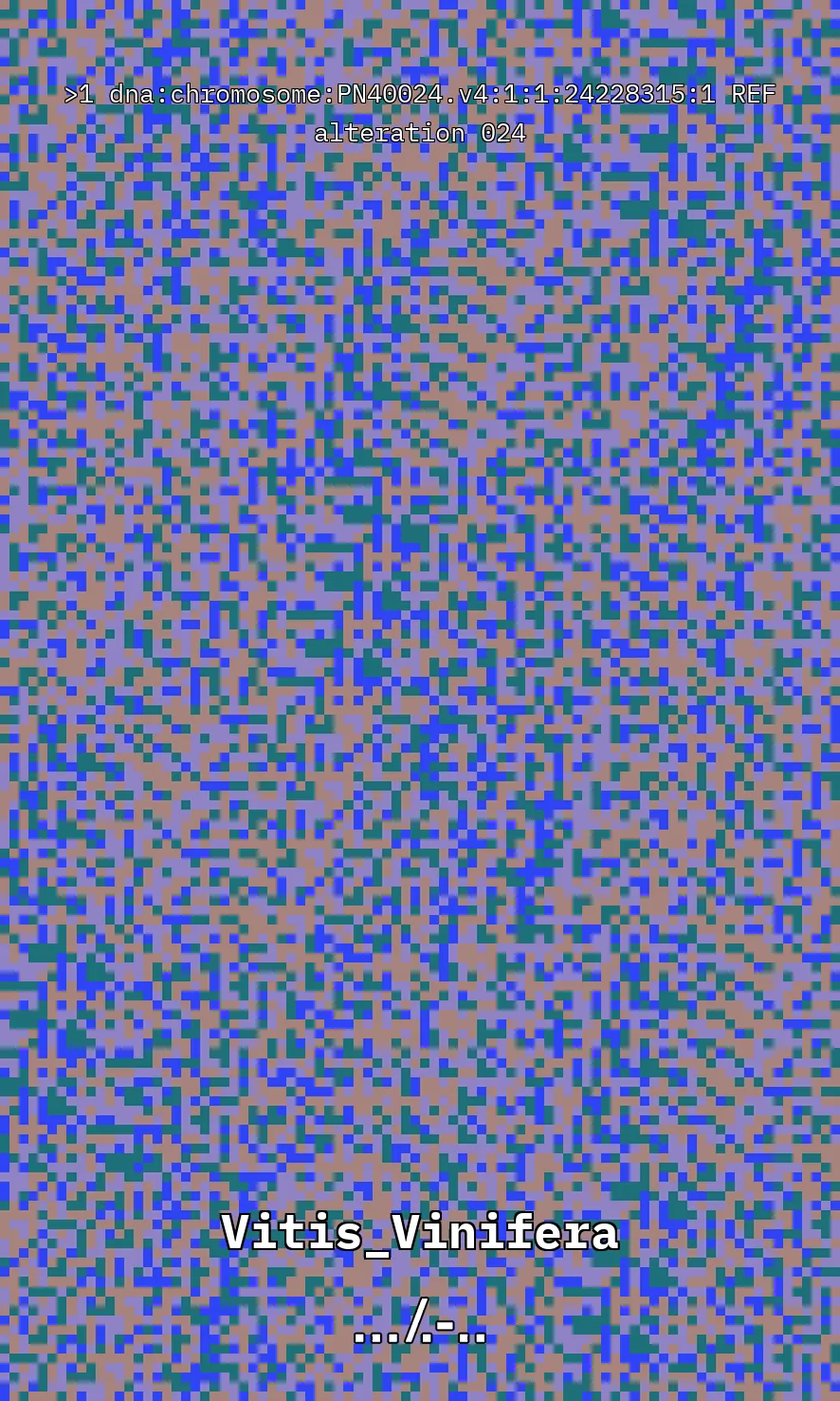 Vitis Vinifera is the scientific name given to what is commonly known as the vine, the most common and widely cultivated climbing plant in the world used to create wine. The artwork uses parts of the genetic sequence of this plant to generate a pixel pattern corresponding to the selected DNA sequence, in this case, from chromosome number 1 of the mentioned plant, through a Python code. The result is an abstract image that aims to simulate a pattern resembling a wine texture or what could be referred to as a digitized wine. The image has been created using 7,789 characters from the sequence (ACTG). The artwork, self-generated by a computer, offers nearly infinite possibilities by selecting different sections of the genetic code of Vitis Vinifera.