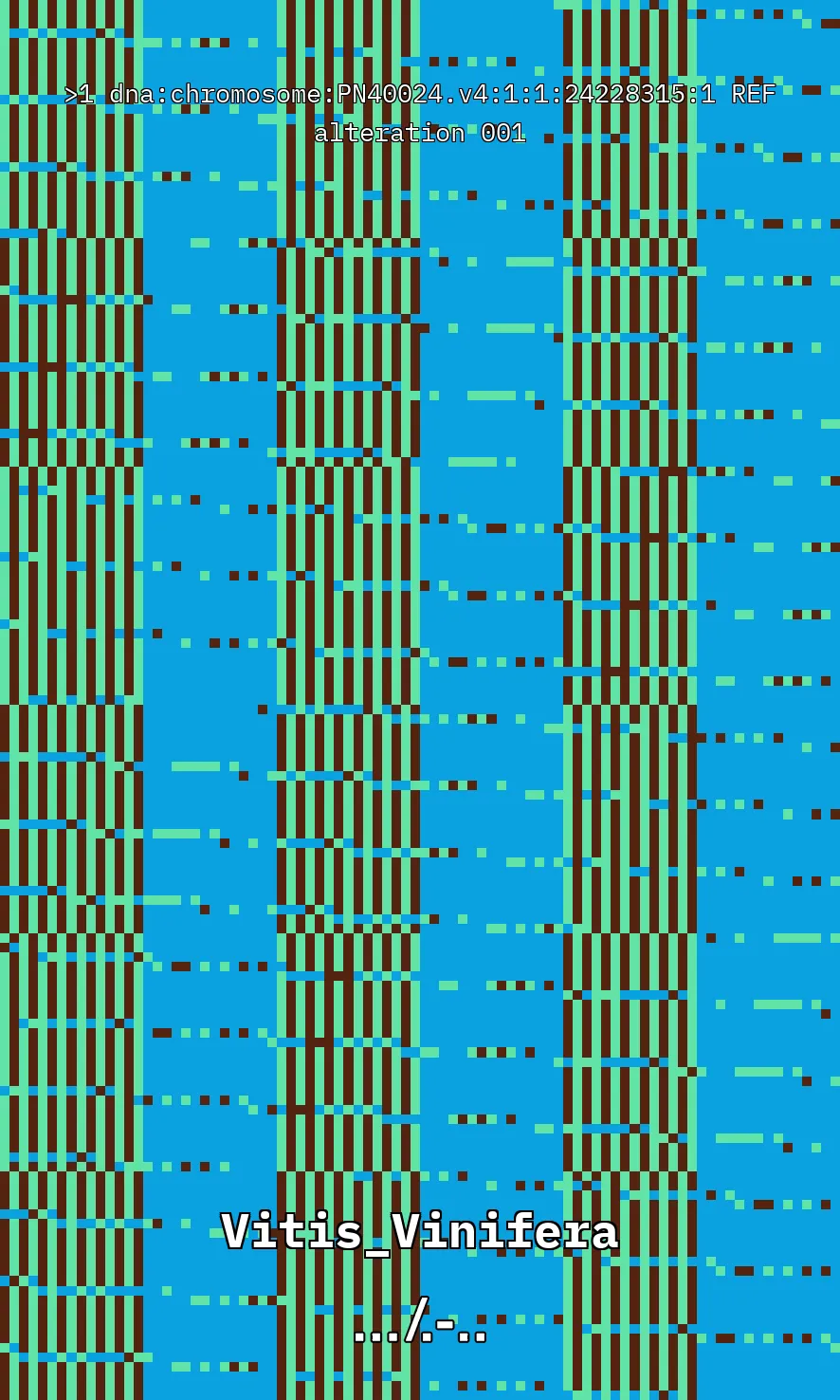 Vitis Vinifera is the scientific name given to what is commonly known as the vine, the most common and widely cultivated climbing plant in the world used to create wine. The artwork uses parts of the genetic sequence of this plant to generate a pixel pattern corresponding to the selected DNA sequence, in this case, from chromosome number 1 of the mentioned plant, through a Python code. The result is an abstract image that aims to simulate a pattern resembling a wine texture or what could be referred to as a digitized wine. The image has been created using 7,789 characters from the sequence (ACTG). The artwork, self-generated by a computer, offers nearly infinite possibilities by selecting different sections of the genetic code of Vitis Vinifera.
