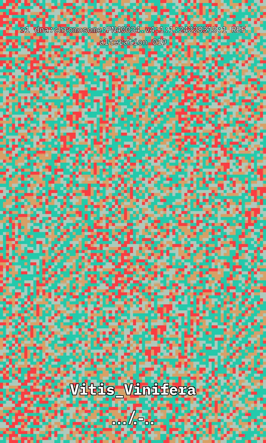 Vitis Vinifera is the scientific name given to what is commonly known as the vine, the most common and widely cultivated climbing plant in the world used to create wine. The artwork uses parts of the genetic sequence of this plant to generate a pixel pattern corresponding to the selected DNA sequence, in this case, from chromosome number 1 of the mentioned plant, through a Python code. The result is an abstract image that aims to simulate a pattern resembling a wine texture or what could be referred to as a digitized wine. The image has been created using 7,789 characters from the sequence (ACTG). The artwork, self-generated by a computer, offers nearly infinite possibilities by selecting different sections of the genetic code of Vitis Vinifera.