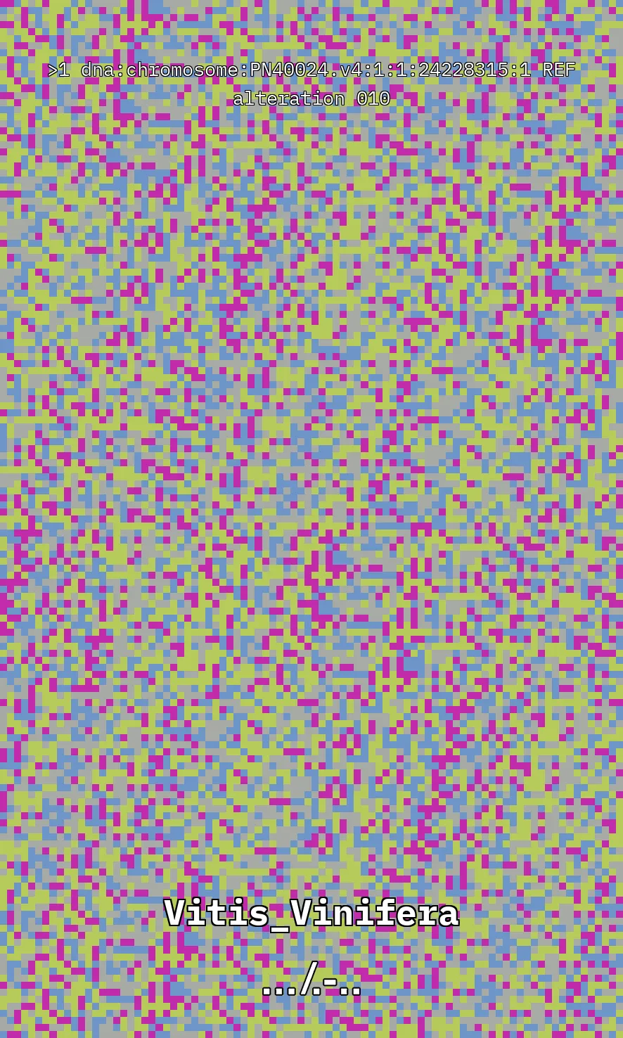 Vitis Vinifera is the scientific name given to what is commonly known as the vine, the most common and widely cultivated climbing plant in the world used to create wine. The artwork uses parts of the genetic sequence of this plant to generate a pixel pattern corresponding to the selected DNA sequence, in this case, from chromosome number 1 of the mentioned plant, through a Python code. The result is an abstract image that aims to simulate a pattern resembling a wine texture or what could be referred to as a digitized wine. The image has been created using 7,789 characters from the sequence (ACTG). The artwork, self-generated by a computer, offers nearly infinite possibilities by selecting different sections of the genetic code of Vitis Vinifera.