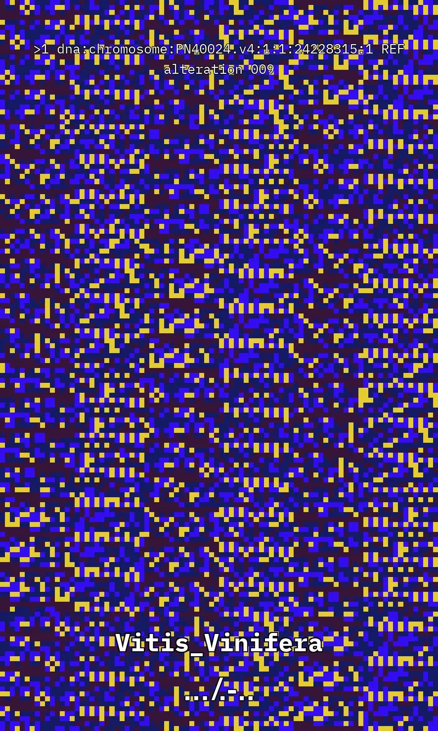 Vitis Vinifera is the scientific name given to what is commonly known as the vine, the most common and widely cultivated climbing plant in the world used to create wine. The artwork uses parts of the genetic sequence of this plant to generate a pixel pattern corresponding to the selected DNA sequence, in this case, from chromosome number 1 of the mentioned plant, through a Python code. The result is an abstract image that aims to simulate a pattern resembling a wine texture or what could be referred to as a digitized wine. The image has been created using 7,789 characters from the sequence (ACTG). The artwork, self-generated by a computer, offers nearly infinite possibilities by selecting different sections of the genetic code of Vitis Vinifera.