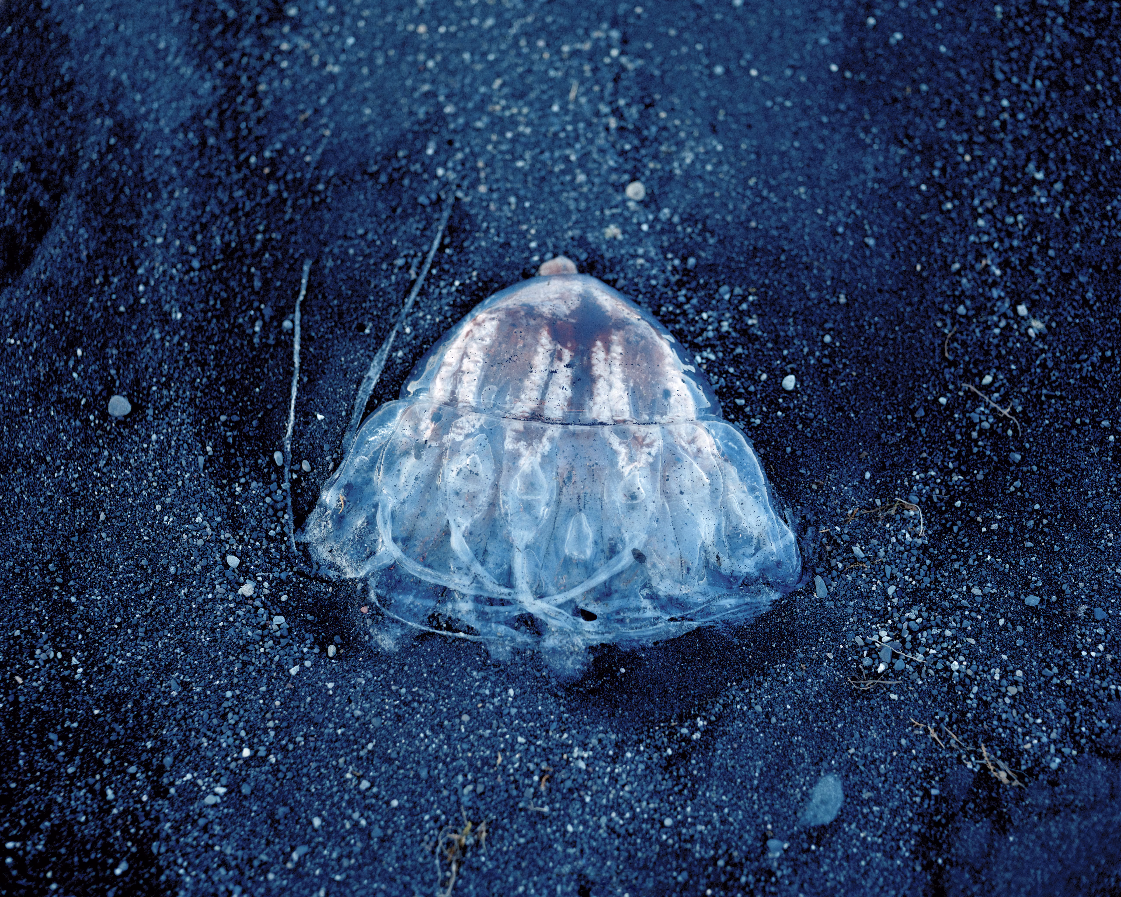 Polaris is a meditation on otherworldly encounters in the Circumpolar Northern landscape. At once an inward and outward exploration, the images reflect my childhood perception of the natural world: a realm of wonder, mystery, and sometimes magic.

To me, nature is the source of spiritual well-being, and making
photographs is a way to connect with that source. These images reconstruct a childhood mythology in the boreal Alaskan landscape, where I was raised. The series explores the affinities
between Iceland and the Alaskan Arctic; distant regions connected by climate, remoteness, and
seismic activity. By traversing the landscape on foot in a receptive state of mind, numinous experiences reveal themselves. Ice, weather, animals, and celestial phenomena take on significance, and our human scale in geologic time becomes clearer.

These images convey transcendent encounters, each imparting a sense of wonder in the presence of the unknown. Polaris, the North Star, functions as a metaphor for the presence I feel emanating from these places, the only constant in environments that are otherwise in constant flux.