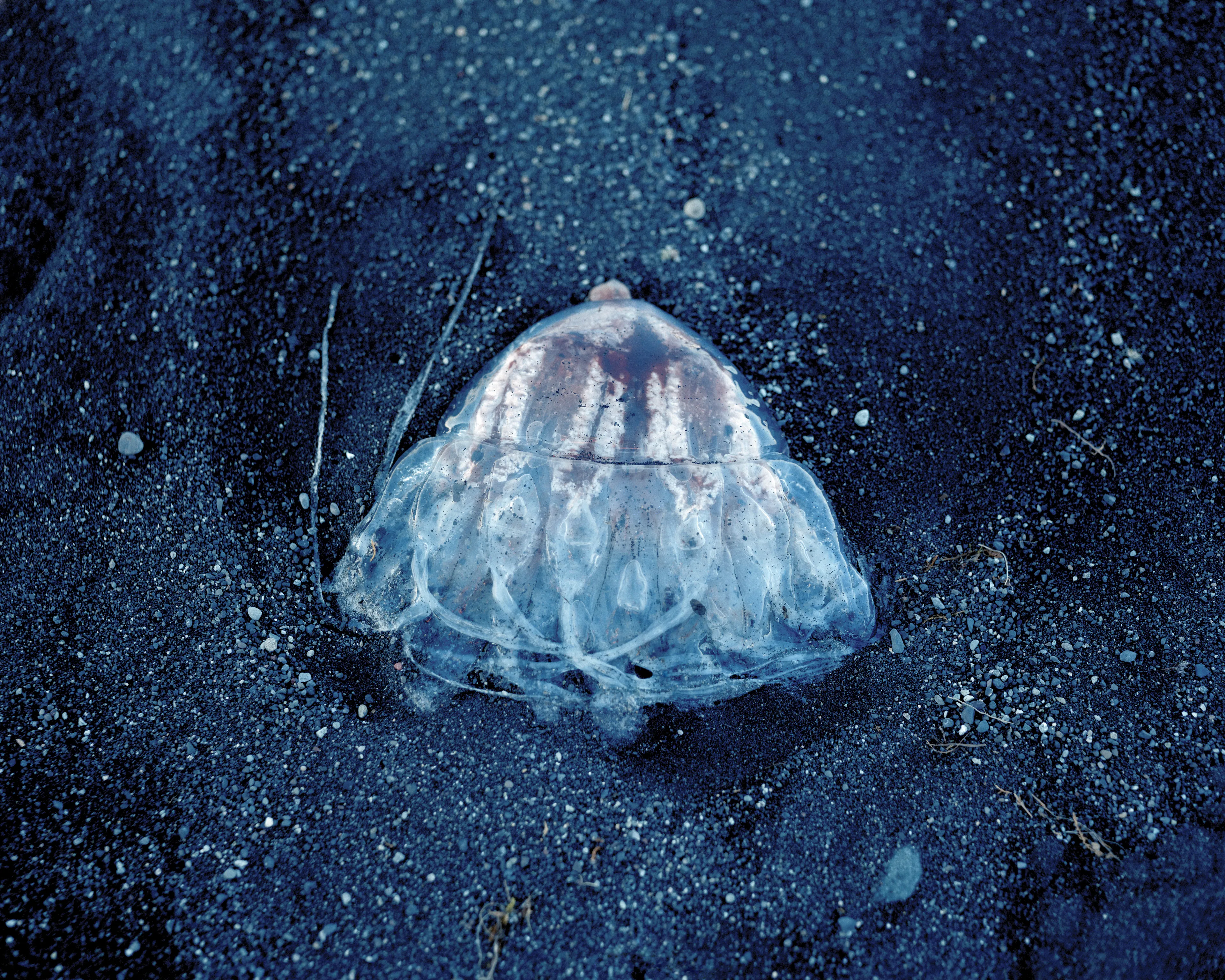 Polaris is a meditation on otherworldly encounters in the Circumpolar Northern landscape. At once an inward and outward exploration, the images reflect my childhood perception of the natural world: a realm of wonder, mystery, and sometimes magic.

To me, nature is the source of spiritual well-being, and making
photographs is a way to connect with that source. These images reconstruct a childhood mythology in the boreal Alaskan landscape, where I was raised. The series explores the affinities
between Iceland and the Alaskan Arctic; distant regions connected by climate, remoteness, and
seismic activity. By traversing the landscape on foot in a receptive state of mind, numinous experiences reveal themselves. Ice, weather, animals, and celestial phenomena take on significance, and our human scale in geologic time becomes clearer.

These images convey transcendent encounters, each imparting a sense of wonder in the presence of the unknown. Polaris, the North Star, functions as a metaphor for the presence I feel emanating from these places, the only constant in environments that are otherwise in constant flux.