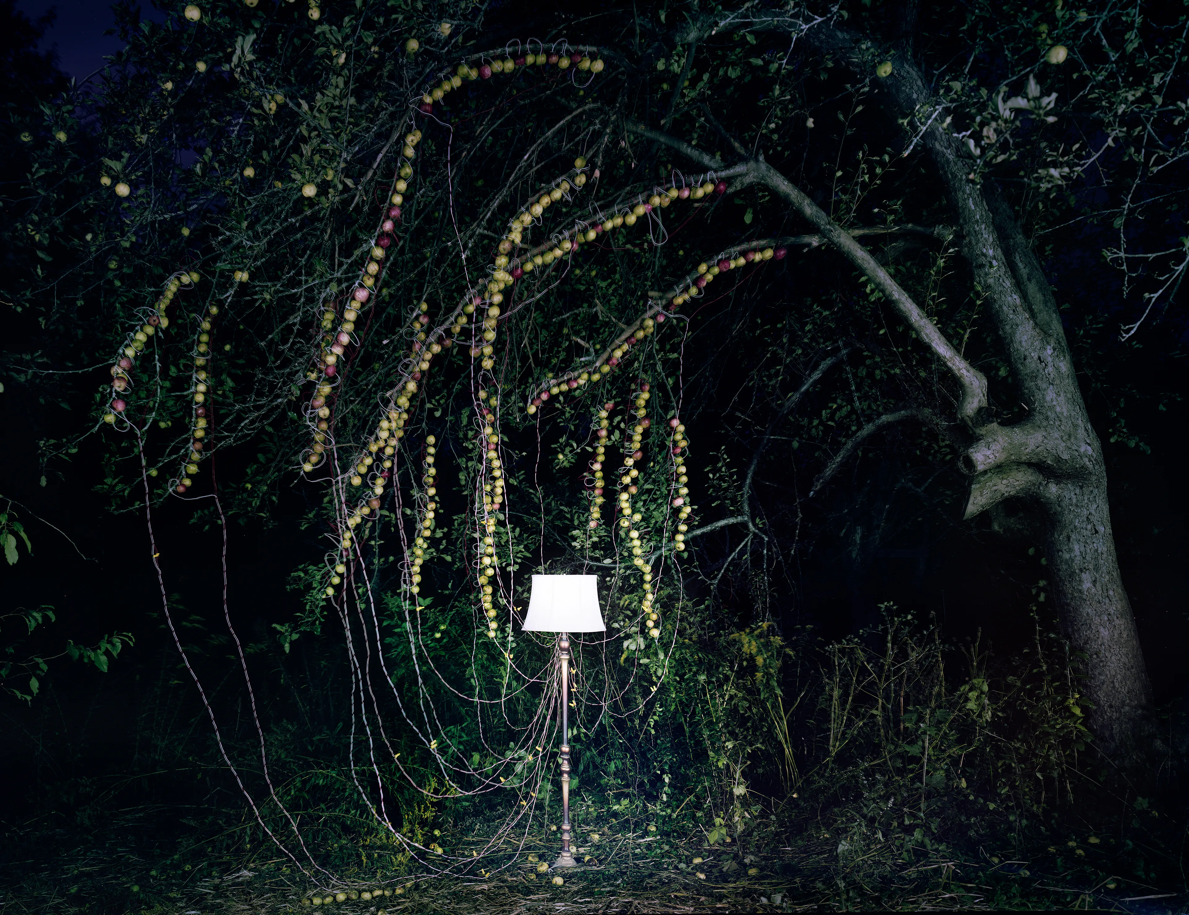 Back to Light expands upon the potato battery, a classic grade school science project. By inserting a galvanized nail into one side of a potato and a copper wire in the other side, a small electrical current is generated. 

Many people fondly remember drawing power from potatoes or fruit in the classroom. This work speaks to the gift of human curiosity, and a concern for the future of earth’s energy sources. The cycle that begins with light from our nearest star that is  photosynthesized by organic materials to produce energy is re-routed in these images, Back to Light, illuminating earth once again.
