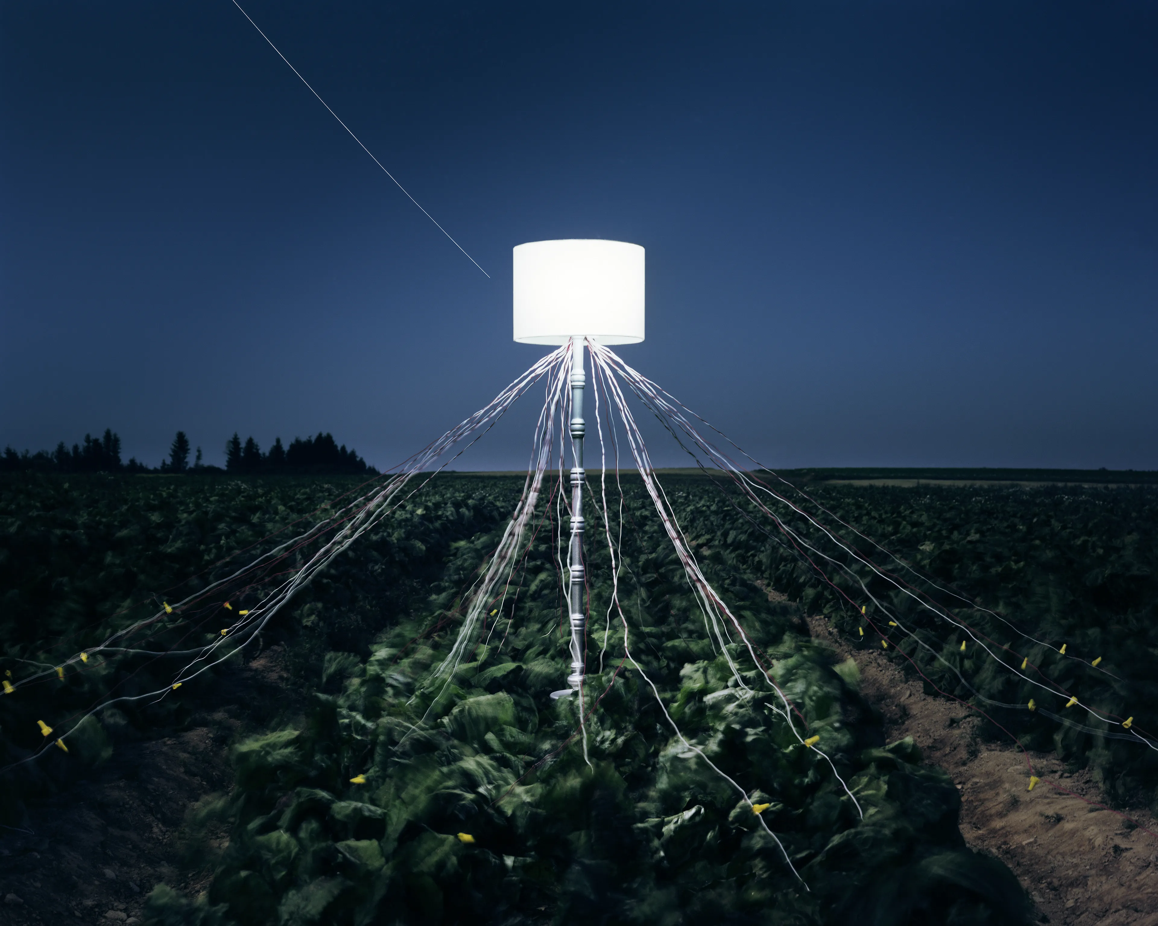 Back to Light expands upon the potato battery, a classic grade school science project. By inserting a galvanized nail into one side of a potato and a copper wire in the other side, a small electrical current is generated. 

Many people fondly remember drawing power from potatoes or fruit in the classroom. This work speaks to the gift of human curiosity, and a concern for the future of earth’s energy sources. The cycle that begins with light from our nearest star that is  photosynthesized by organic materials to produce energy is re-routed in these images, Back to Light, illuminating earth once again.

