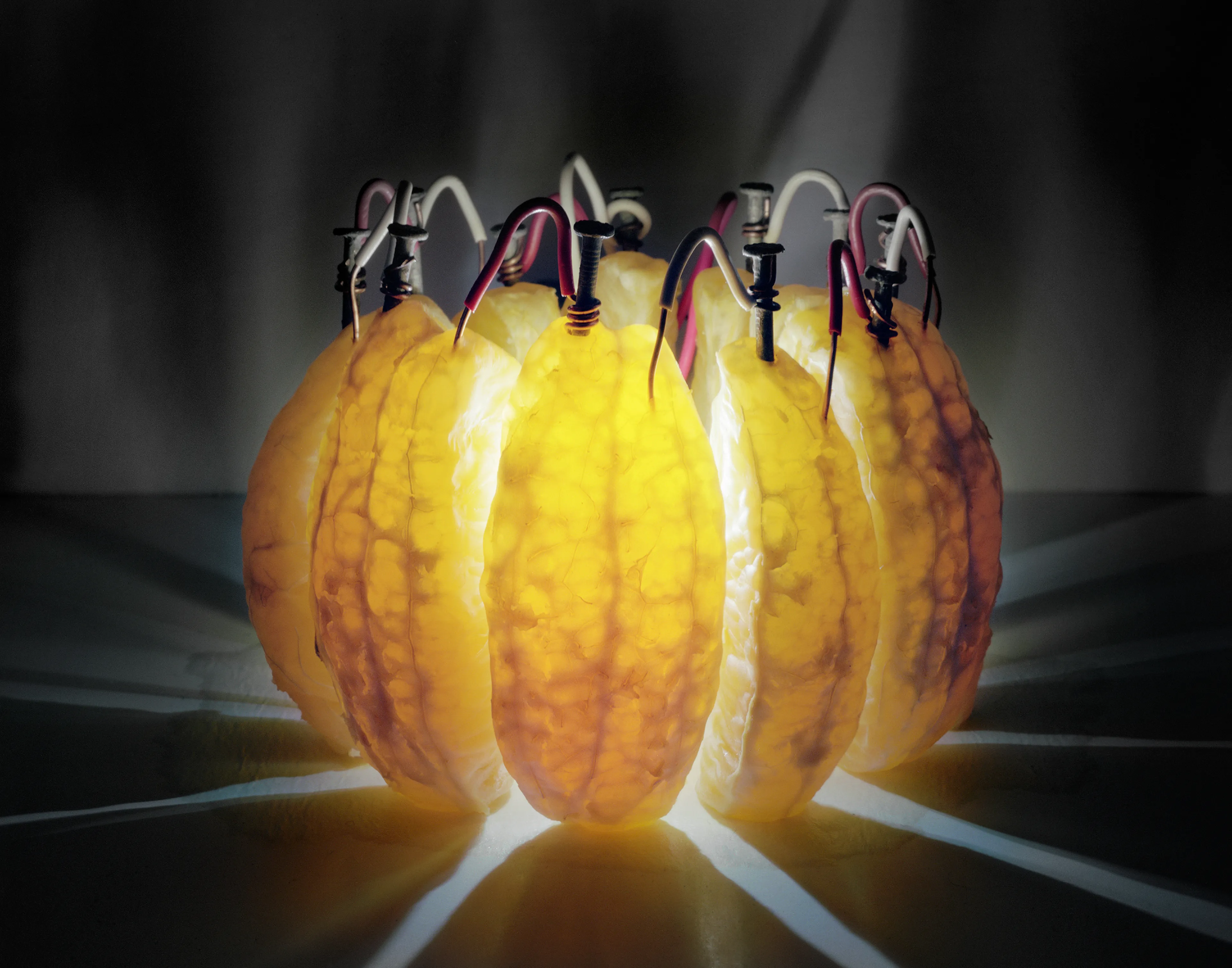 Back to Light expands upon the potato battery, a classic grade school science project. By inserting a galvanized nail into one side of a potato and a copper wire in the other side, a small electrical current is generated. 

Many people fondly remember drawing power from potatoes or fruit in the classroom. This work speaks to the gift of human curiosity, and a concern for the future of earth’s energy sources. The cycle that begins with light from our nearest star that is  photosynthesized by organic materials to produce energy is re-routed in these images, Back to Light, illuminating earth once again.
