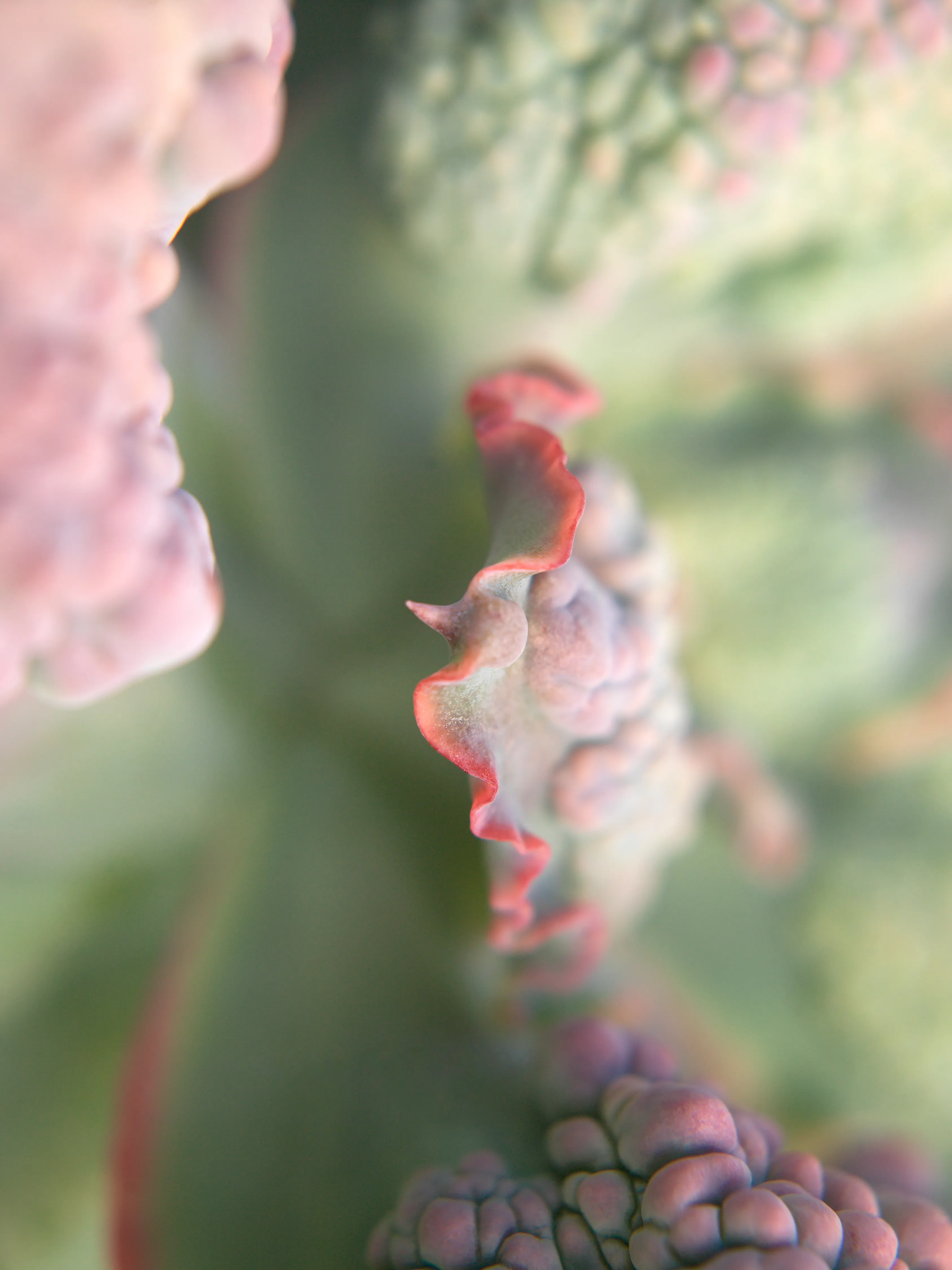 Bushes & Succulents is Mona Kuhn’s celebration of the female essence - confident, raw and elegant, yet confrontational and unapologetic. She returned to the darkroom for the very first reason she fell in love with photography: the latent image. Inspired by the 1920s photo-surrealists, Kuhn explores the ethereal quality of solarization, a darkroom process that unites photography with sketching, in which the subject seems drawn by the alchemist's pencil, resulting in prints with layers of oxidized silver glow in the form of crystalized magic. 

Reminiscent of Georgia O’Keefe’s floral paintings, your eyes wander around the graceful lines, not knowing exactly what you are looking at.  The solarisation process reveals human imperfections, not only in the metallic brilliance of the skin, but also brings to the surface a woman’s struggles, strengths, and power.

“The frame reminded me of early childhood, at age eight or so, when I would jump in the shower with my mother. It resonates an adoration and child-like curiosity for what it is to be a woman. My intention is not to objectify the body, but to celebrate the female body and its essence.

It was crucial for me to collaborate with women of various ages, ethnic backgrounds and body shapes. I wanted to embrace their beauty, their gracious moves, as well as their skin marks and signs of life. My intention is to bring them all together, to unify, just like Gwendolyn Brook's poem, which emphasizes the word "we". The power and beauty of my work lies in the confidence and naturalness of the people I photographed.” - Mona Kuhn

#56