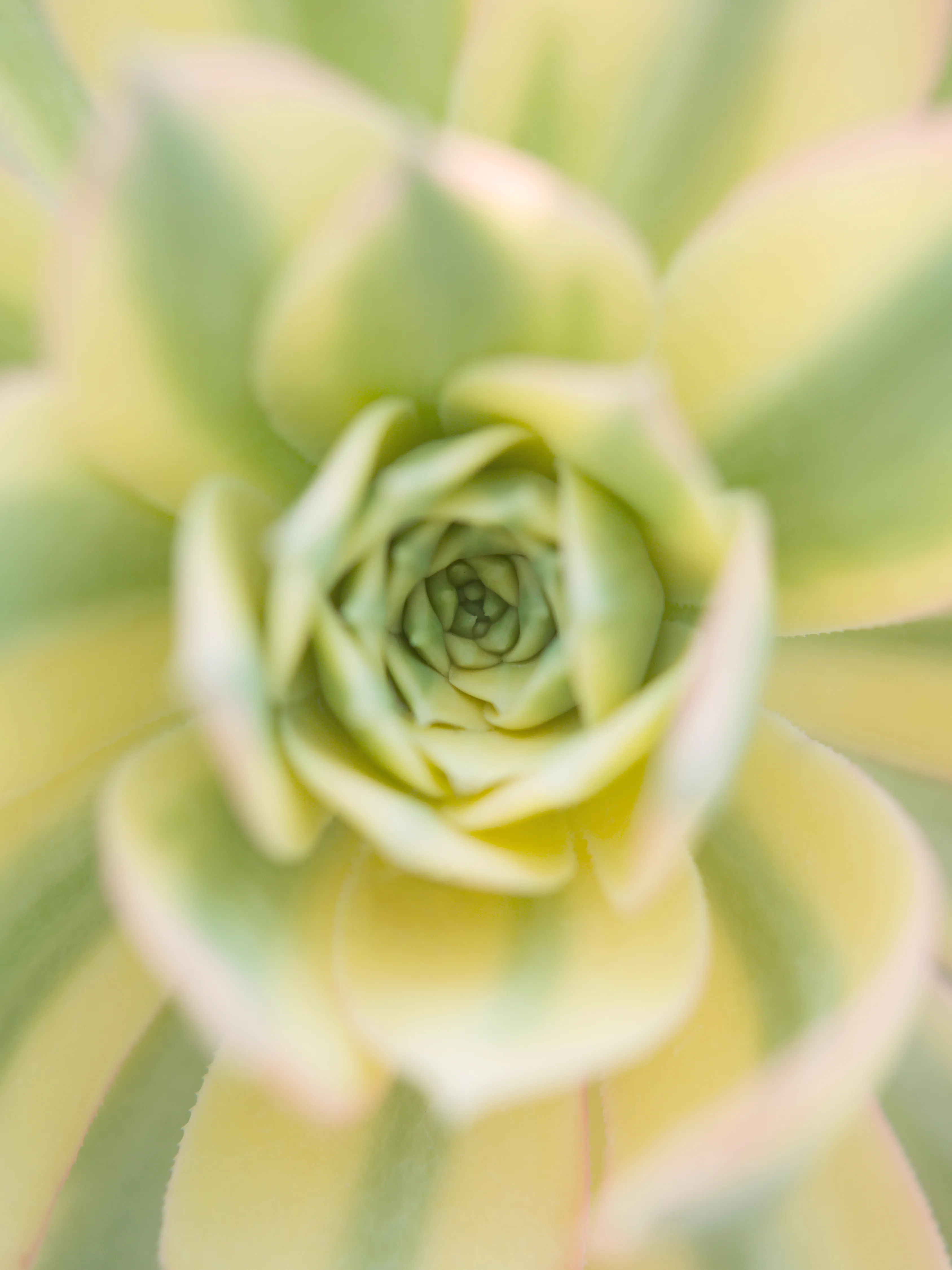 Bushes & Succulents is Mona Kuhn’s celebration of the female essence - confident, raw and elegant, yet confrontational and unapologetic. She returned to the darkroom for the very first reason she fell in love with photography: the latent image. Inspired by the 1920s photo-surrealists, Kuhn explores the ethereal quality of solarization, a darkroom process that unites photography with sketching, in which the subject seems drawn by the alchemist's pencil, resulting in prints with layers of oxidized silver glow in the form of crystalized magic. 

Reminiscent of Georgia O’Keefe’s floral paintings, your eyes wander around the graceful lines, not knowing exactly what you are looking at.  The solarisation process reveals human imperfections, not only in the metallic brilliance of the skin, but also brings to the surface a woman’s struggles, strengths, and power.

“The frame reminded me of early childhood, at age eight or so, when I would jump in the shower with my mother. It resonates an adoration and child-like curiosity for what it is to be a woman. My intention is not to objectify the body, but to celebrate the female body and its essence.

It was crucial for me to collaborate with women of various ages, ethnic backgrounds and body shapes. I wanted to embrace their beauty, their gracious moves, as well as their skin marks and signs of life. My intention is to bring them all together, to unify, just like Gwendolyn Brook's poem, which emphasizes the word "we". The power and beauty of my work lies in the confidence and naturalness of the people I photographed.” - Mona Kuhn

#90