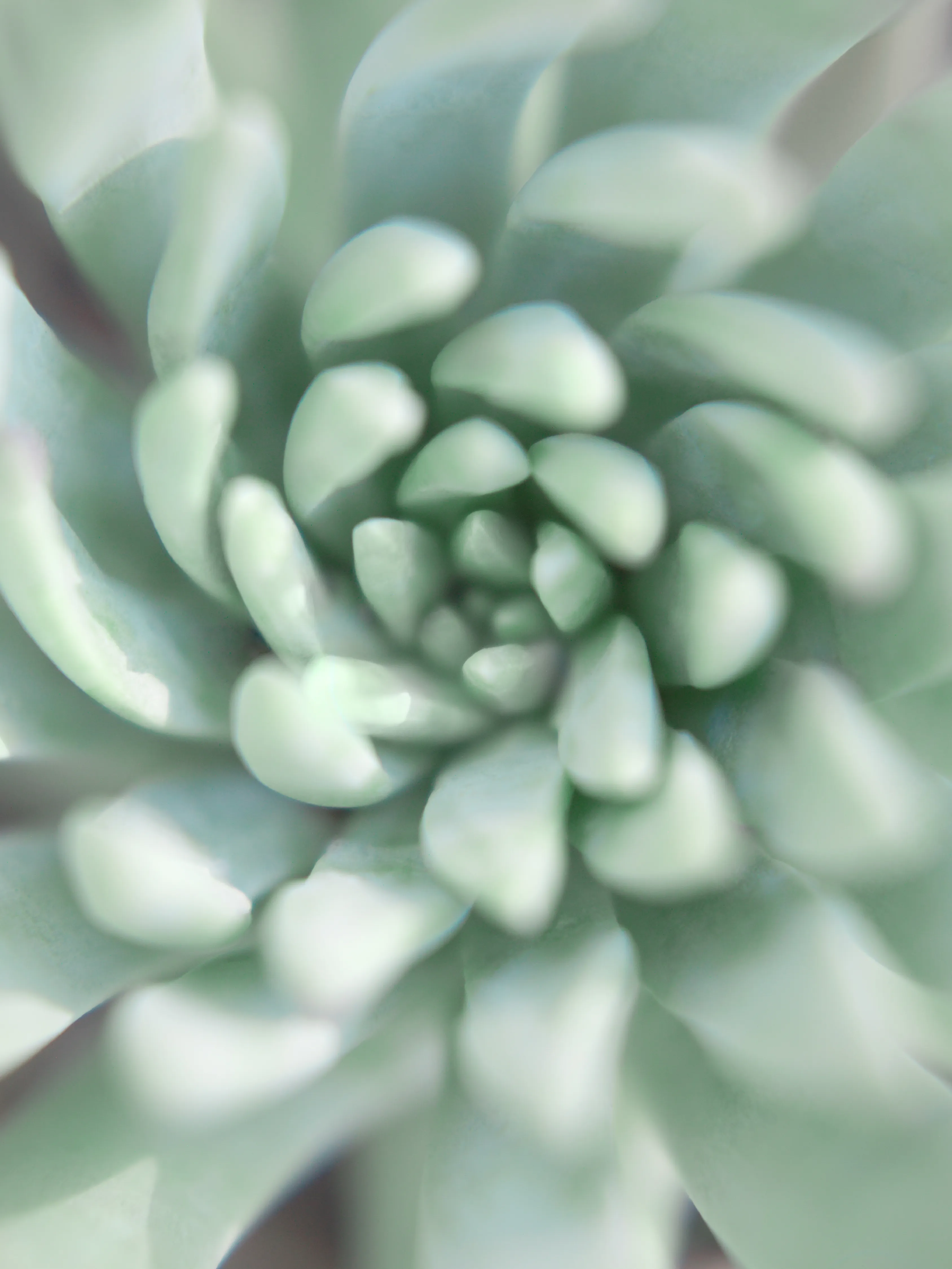 Bushes & Succulents is Mona Kuhn’s celebration of the female essence - confident, raw and elegant, yet confrontational and unapologetic. She returned to the darkroom for the very first reason she fell in love with photography: the latent image. Inspired by the 1920s photo-surrealists, Kuhn explores the ethereal quality of solarization, a darkroom process that unites photography with sketching, in which the subject seems drawn by the alchemist's pencil, resulting in prints with layers of oxidized silver glow in the form of crystalized magic. 

Reminiscent of Georgia O’Keefe’s floral paintings, your eyes wander around the graceful lines, not knowing exactly what you are looking at.  The solarisation process reveals human imperfections, not only in the metallic brilliance of the skin, but also brings to the surface a woman’s struggles, strengths, and power.

“The frame reminded me of early childhood, at age eight or so, when I would jump in the shower with my mother. It resonates an adoration and child-like curiosity for what it is to be a woman. My intention is not to objectify the body, but to celebrate the female body and its essence.

It was crucial for me to collaborate with women of various ages, ethnic backgrounds and body shapes. I wanted to embrace their beauty, their gracious moves, as well as their skin marks and signs of life. My intention is to bring them all together, to unify, just like Gwendolyn Brook's poem, which emphasizes the word "we". The power and beauty of my work lies in the confidence and naturalness of the people I photographed.” - Mona Kuhn

#32