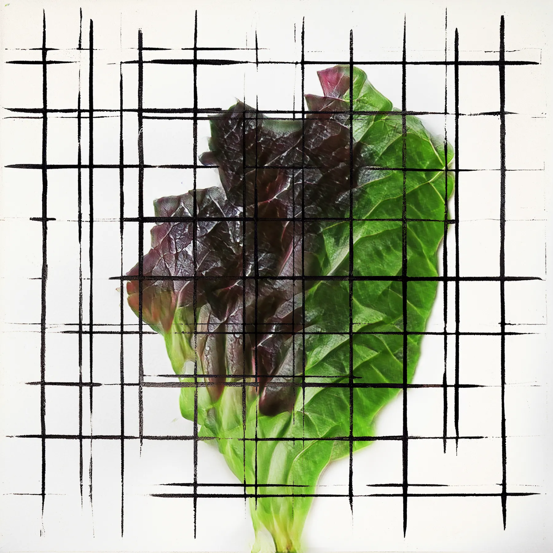 Welcome to NeuralBricolage's veGAN Grande Finale, a hundred and one new unique latenttuce cultivars, this time grown on generative geometric grids to provide a framework for their growth. The latenttuce project has started more than 4 years ago with the main goal to present humble and familiar vegetables afresh as unfamiliar and stunning. But oftentimes while pretty, salad leaves can’t stand on their own aesthetically - to show off their quiet organic beauty I contrasted it with the geometry of a grid adding it also as a metaphor for synergetic growth. As always, these cultivars are sourced from the NeuralBricolage terroir, ensuring their unique origin and quality. Enjoy the last harvest season!