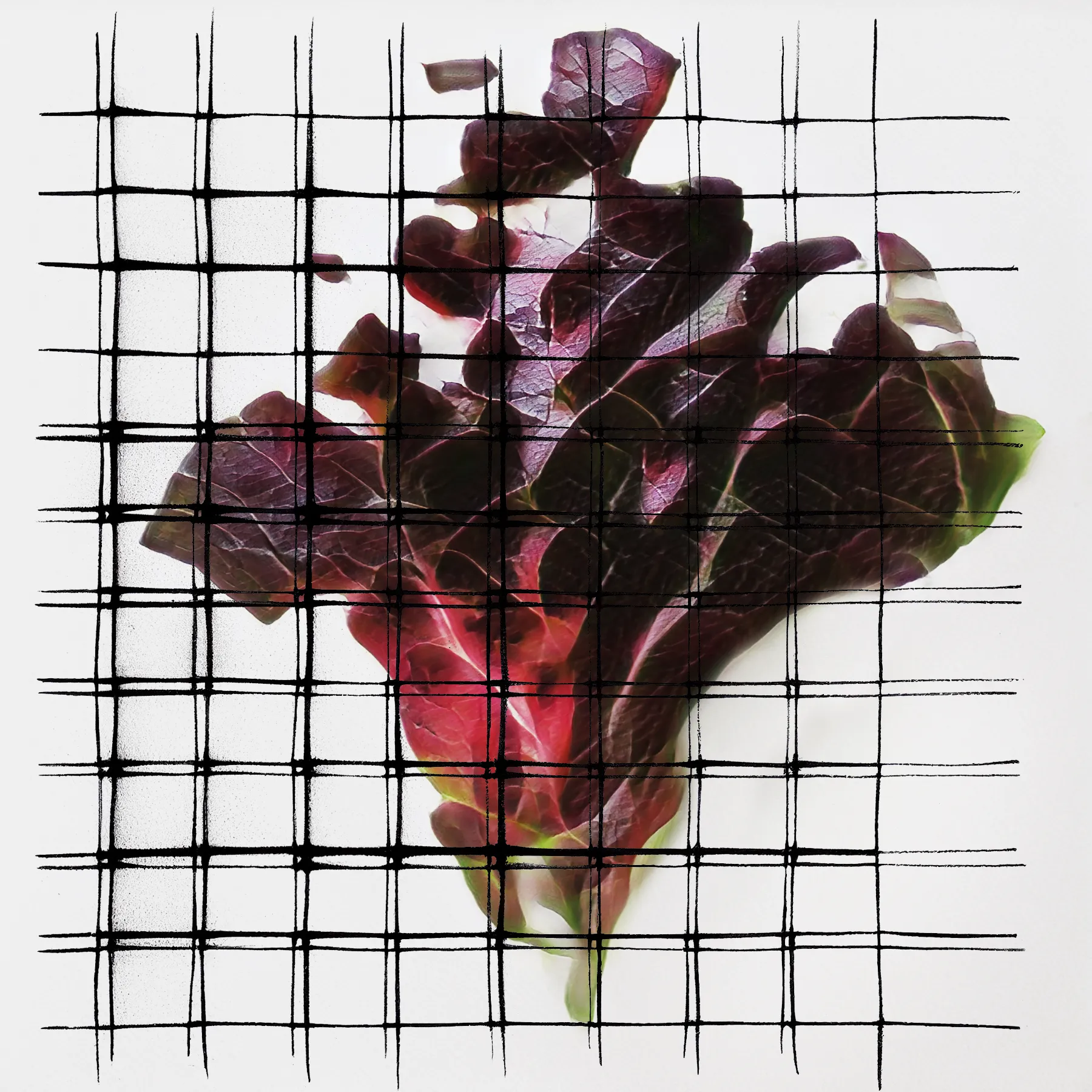 Welcome to NeuralBricolage's veGAN Grande Finale, a hundred and one new unique latenttuce cultivars, this time grown on generative geometric grids to provide a framework for their growth. The latenttuce project has started more than 4 years ago with the main goal to present humble and familiar vegetables afresh as unfamiliar and stunning. But oftentimes while pretty, salad leaves can’t stand on their own aesthetically - to show off their quiet organic beauty I contrasted it with the geometry of a grid adding it also as a metaphor for synergetic growth. As always, these cultivars are sourced from the NeuralBricolage terroir, ensuring their unique origin and quality. Enjoy the last harvest season!
