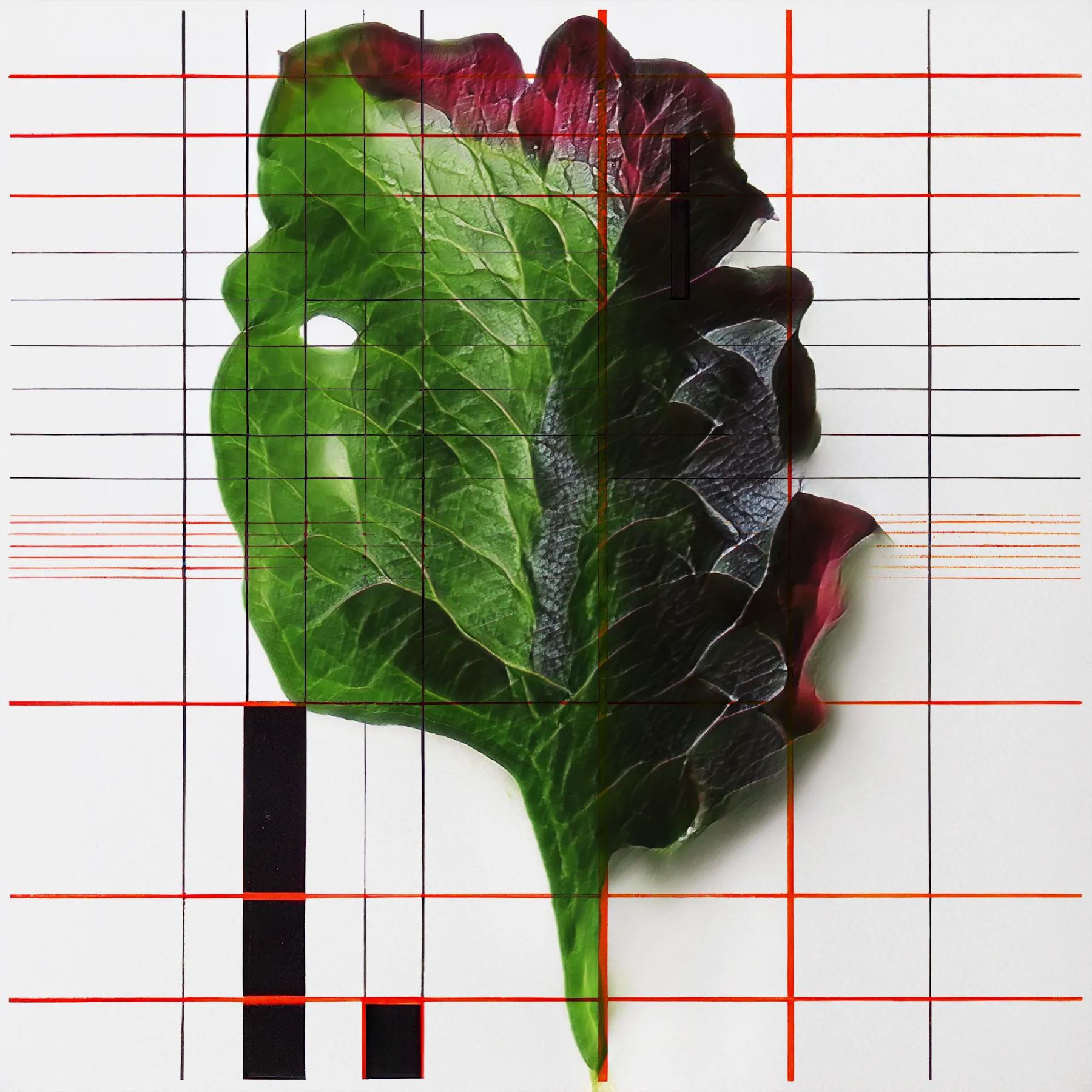 Welcome to NeuralBricolage's veGAN Grande Finale, a hundred and one new unique latenttuce cultivars, this time grown on generative geometric grids to provide a framework for their growth. The latenttuce project has started more than 4 years ago with the main goal to present humble and familiar vegetables afresh as unfamiliar and stunning. But oftentimes while pretty, salad leaves can’t stand on their own aesthetically - to show off their quiet organic beauty I contrasted it with the geometry of a grid adding it also as a metaphor for synergetic growth. As always, these cultivars are sourced from the NeuralBricolage terroir, ensuring their unique origin and quality. Enjoy the last harvest season!