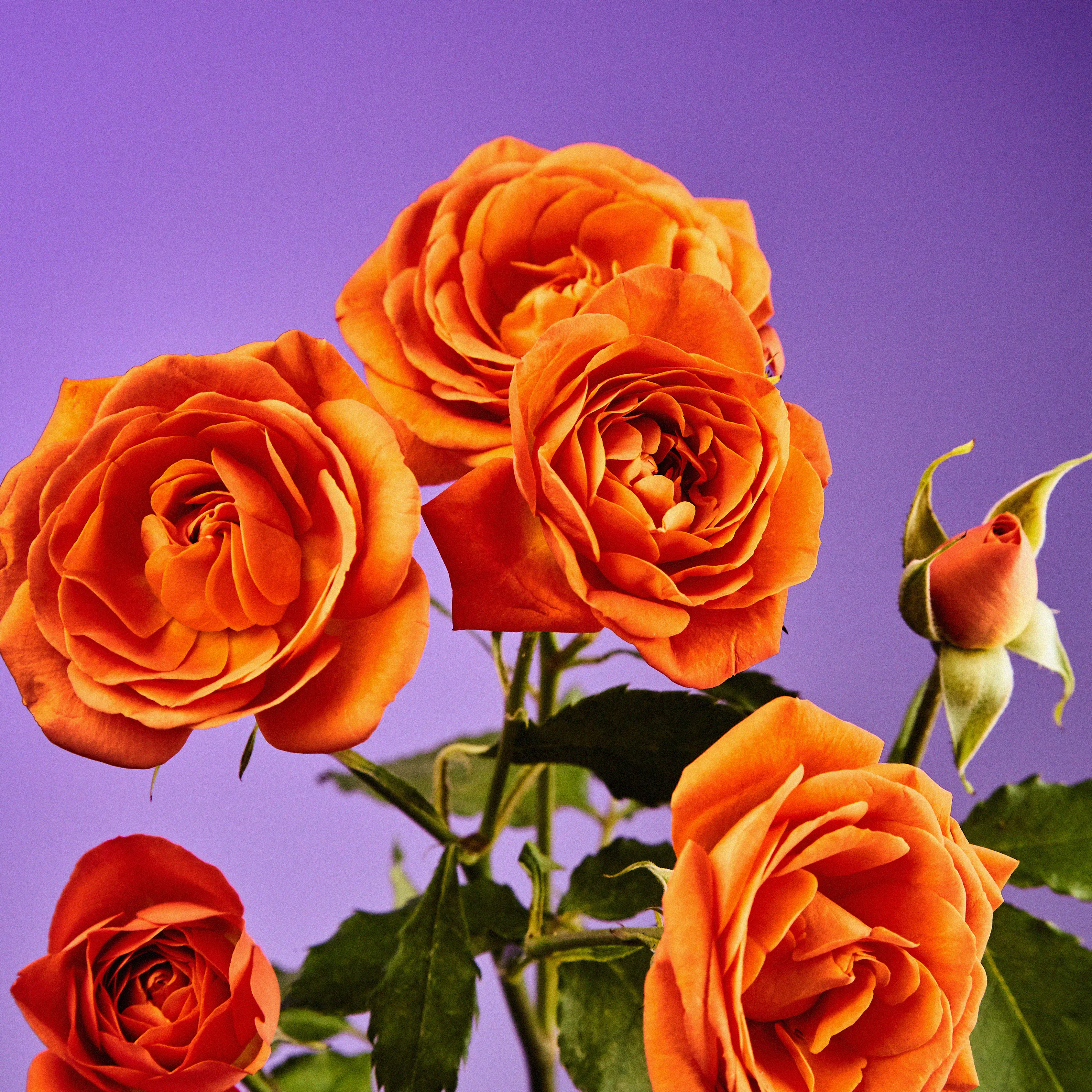 In their physical form, flowers represent a circle of life from seed to growth to eventual bloom and death. In digital form, these flowers become immortal. ‍The Flowers Project is a collection of 50 1of1 photographs. Each NFT is dynamic and responds to the price of Ethereum.
