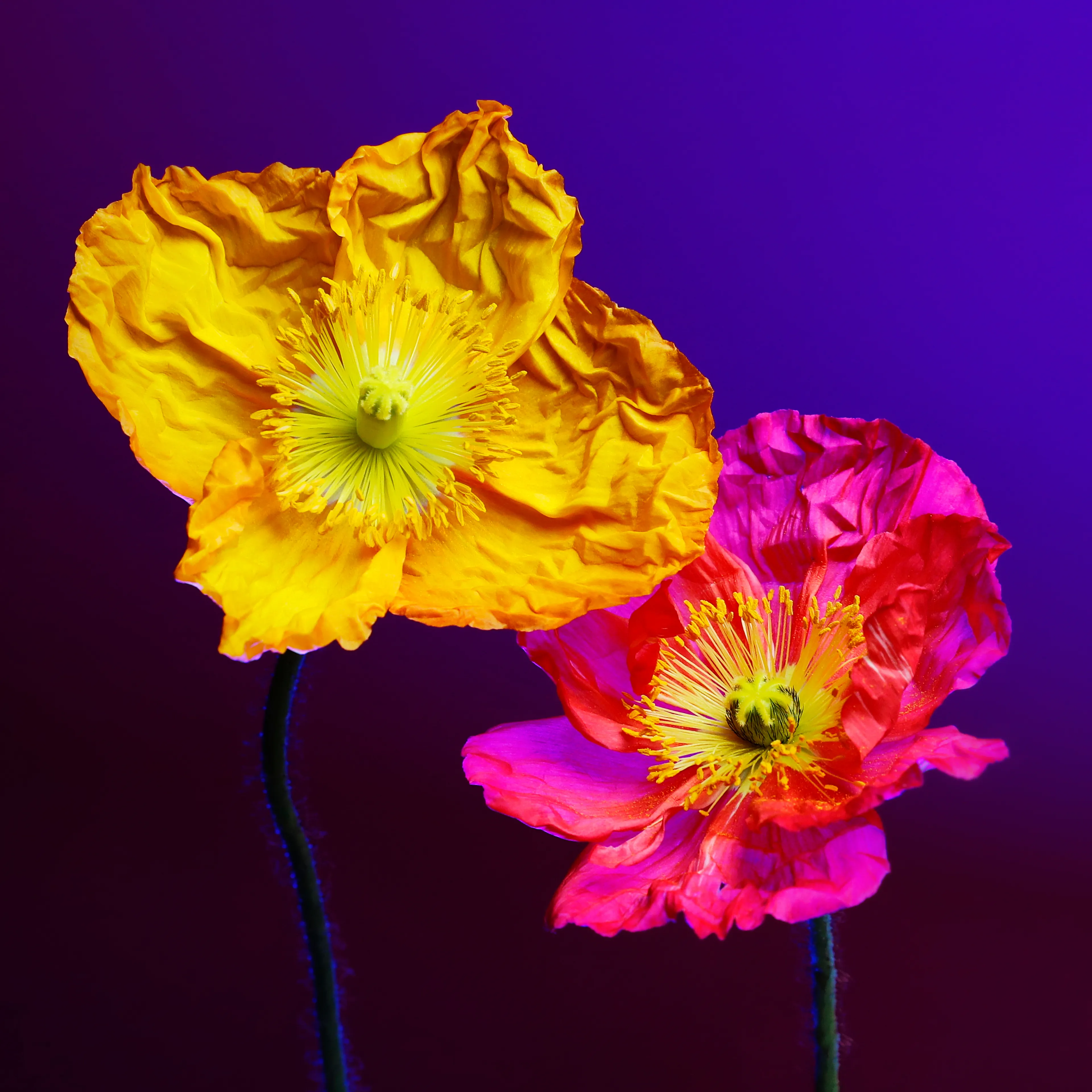 In their physical form, flowers represent a circle of life from seed to growth to eventual bloom and death. In digital form, these flowers become immortal. ‍The Flowers Project is a collection of 50 1of1 photographs. Each NFT is dynamic and responds to the price of Ethereum.