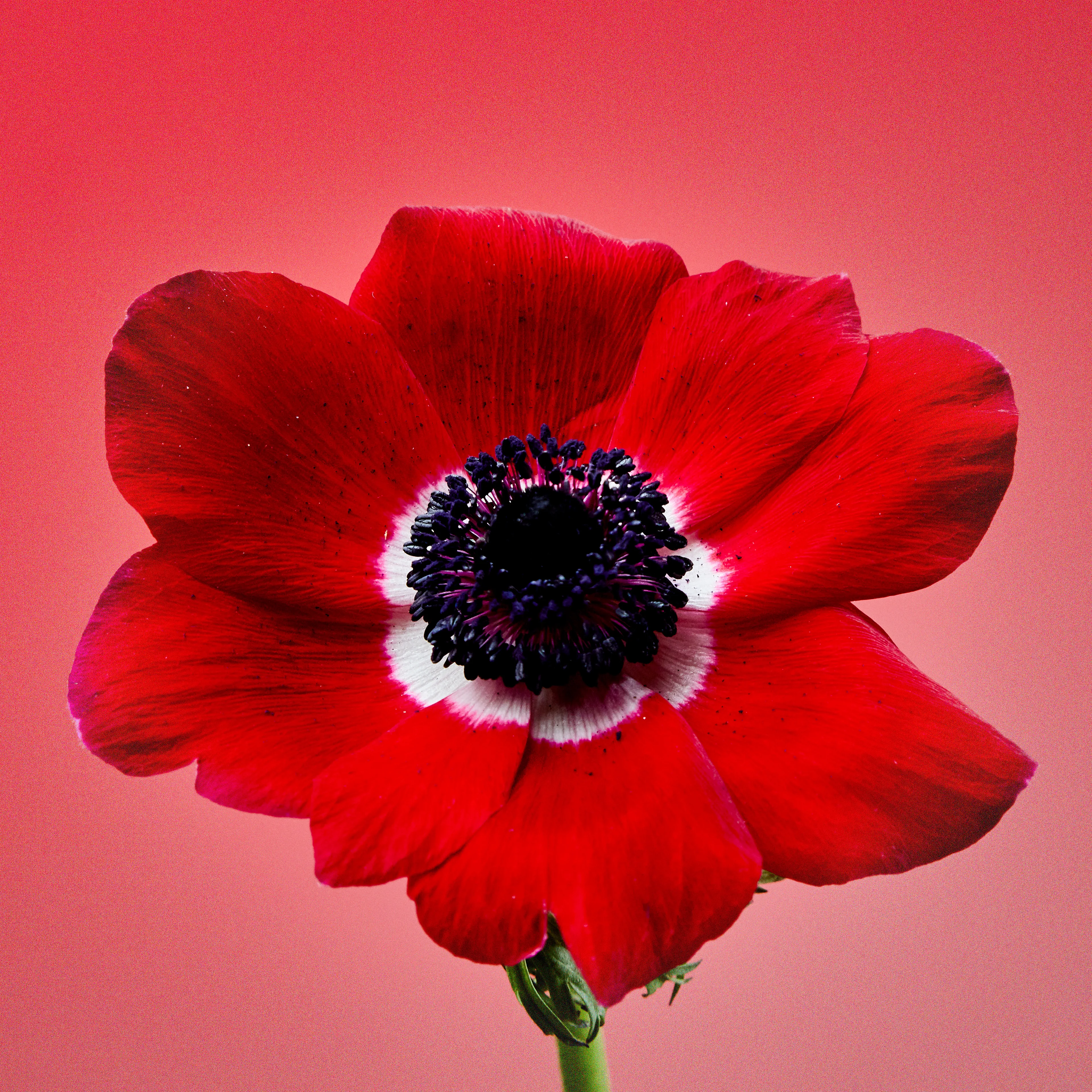 In their physical form, flowers represent a circle of life from seed to growth to eventual bloom and death. In digital form, these flowers become immortal. ‍The Flowers Project is a collection of 50 1of1 photographs. Each NFT is dynamic and responds to the price of Ethereum.