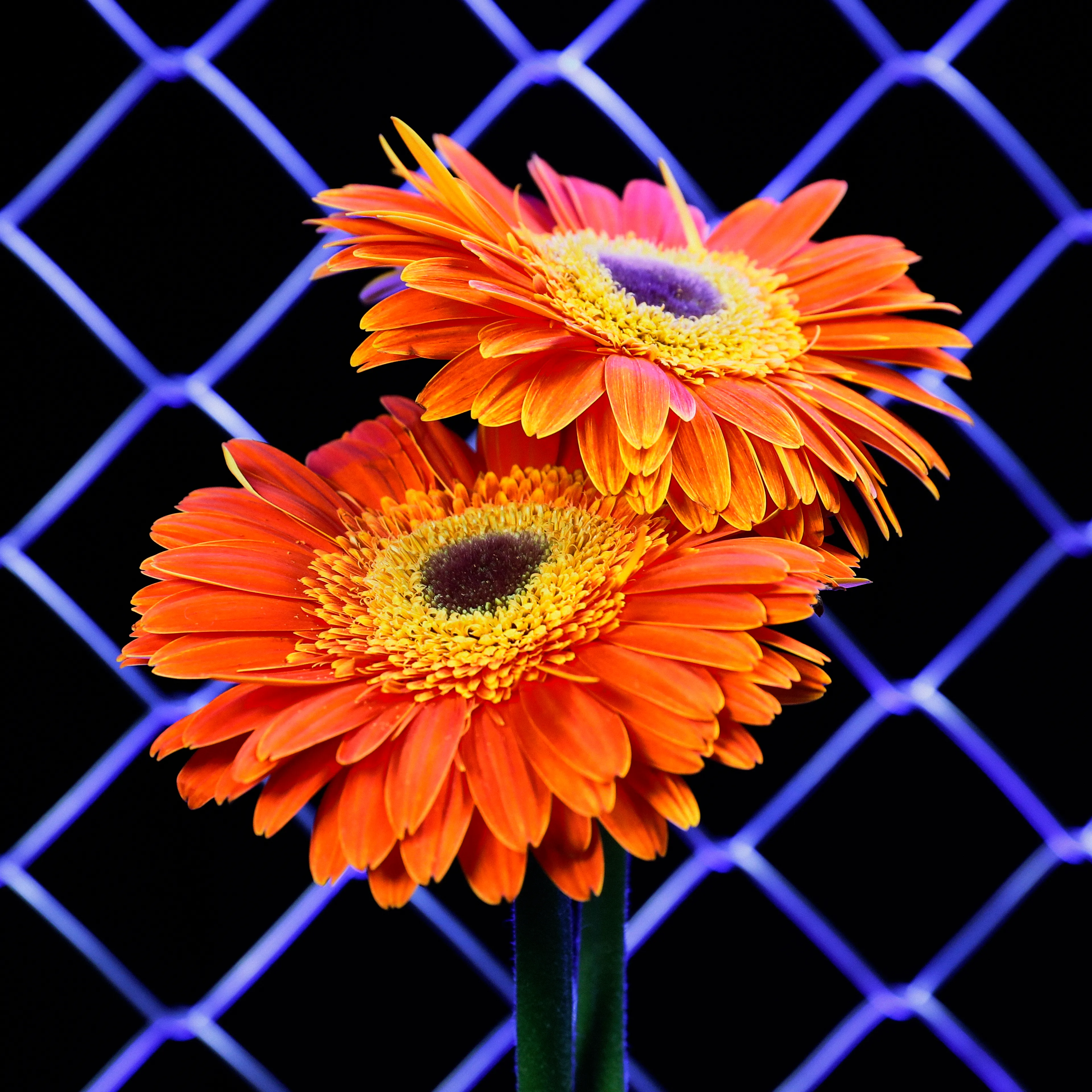 In their physical form, flowers represent a circle of life from seed to growth to eventual bloom and death. In digital form, these flowers become immortal. ‍The Flowers Project is a collection of 50 1of1 photographs. Each NFT is dynamic and responds to the price of Ethereum.