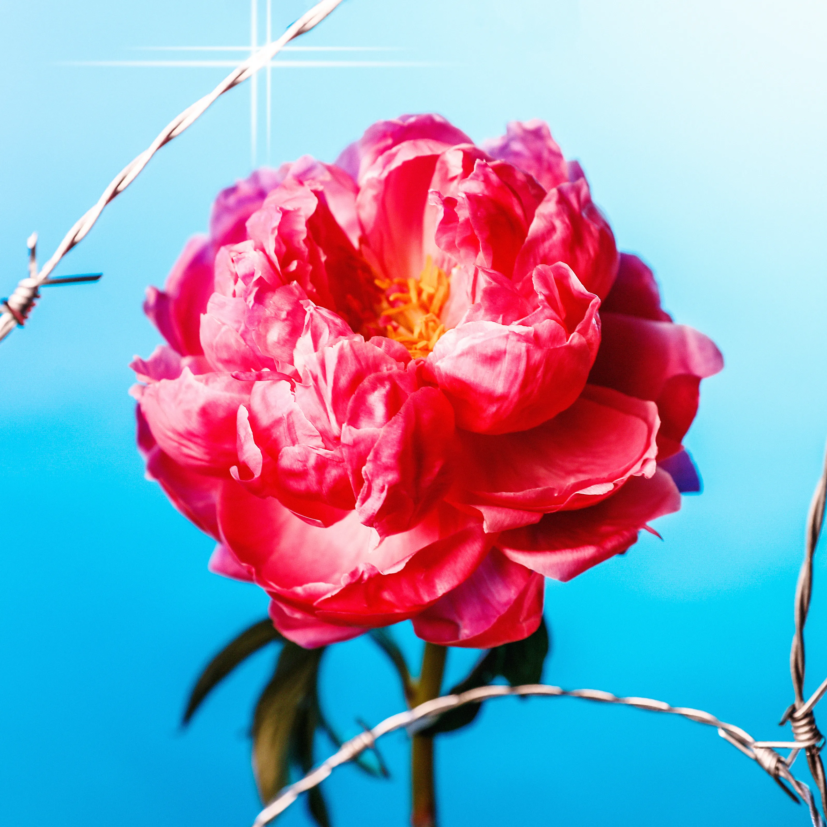 In their physical form, flowers represent a circle of life from seed to growth to eventual bloom and death. In digital form, these flowers become immortal. ‍The Flowers Project is a collection of 50 1of1 photographs. Each NFT is dynamic and responds to the price of Ethereum.