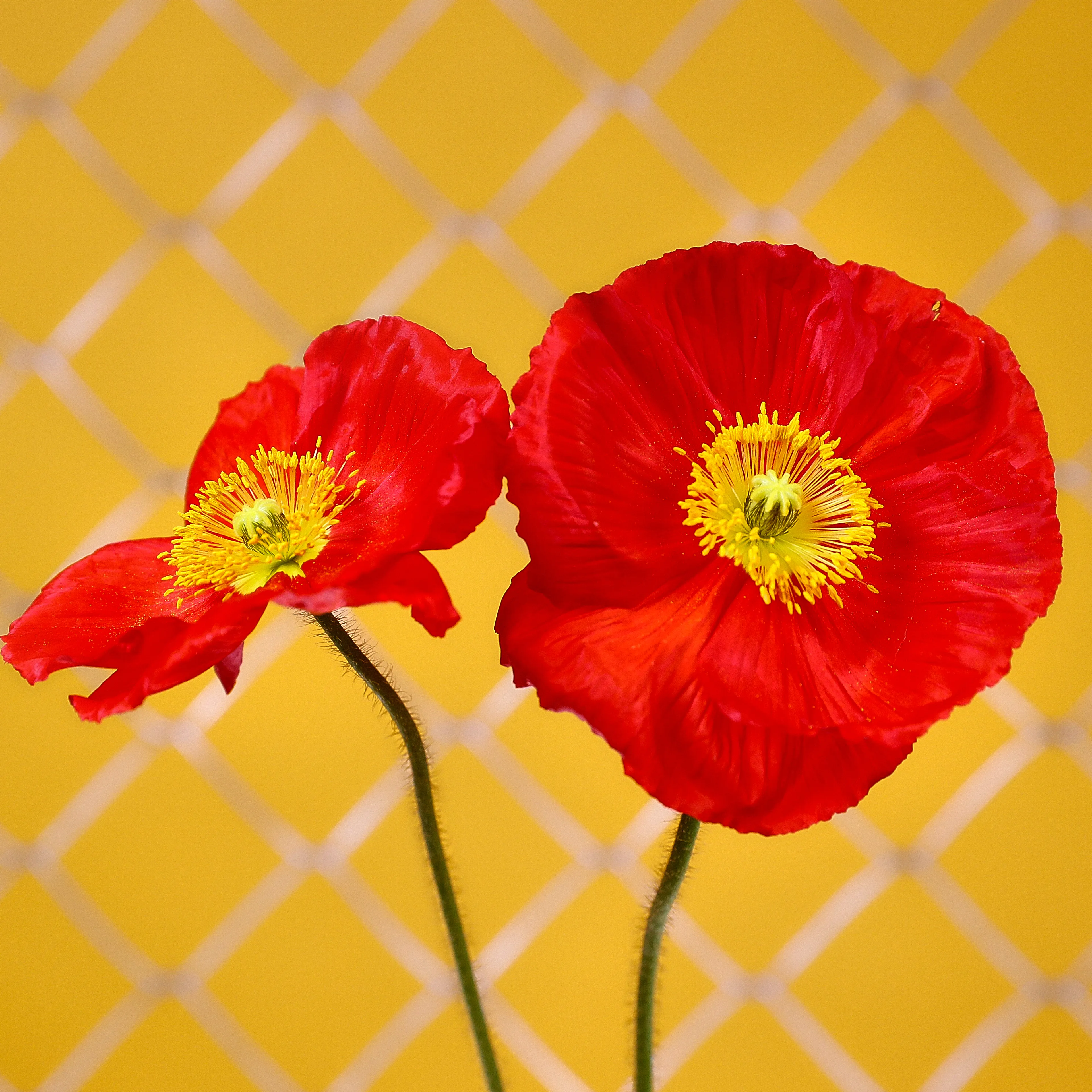 In their physical form, flowers represent a circle of life from seed to growth to eventual bloom and death. In digital form, these flowers become immortal. ‍The Flowers Project is a collection of 50 1of1 photographs. Each NFT is dynamic and responds to the price of Ethereum.