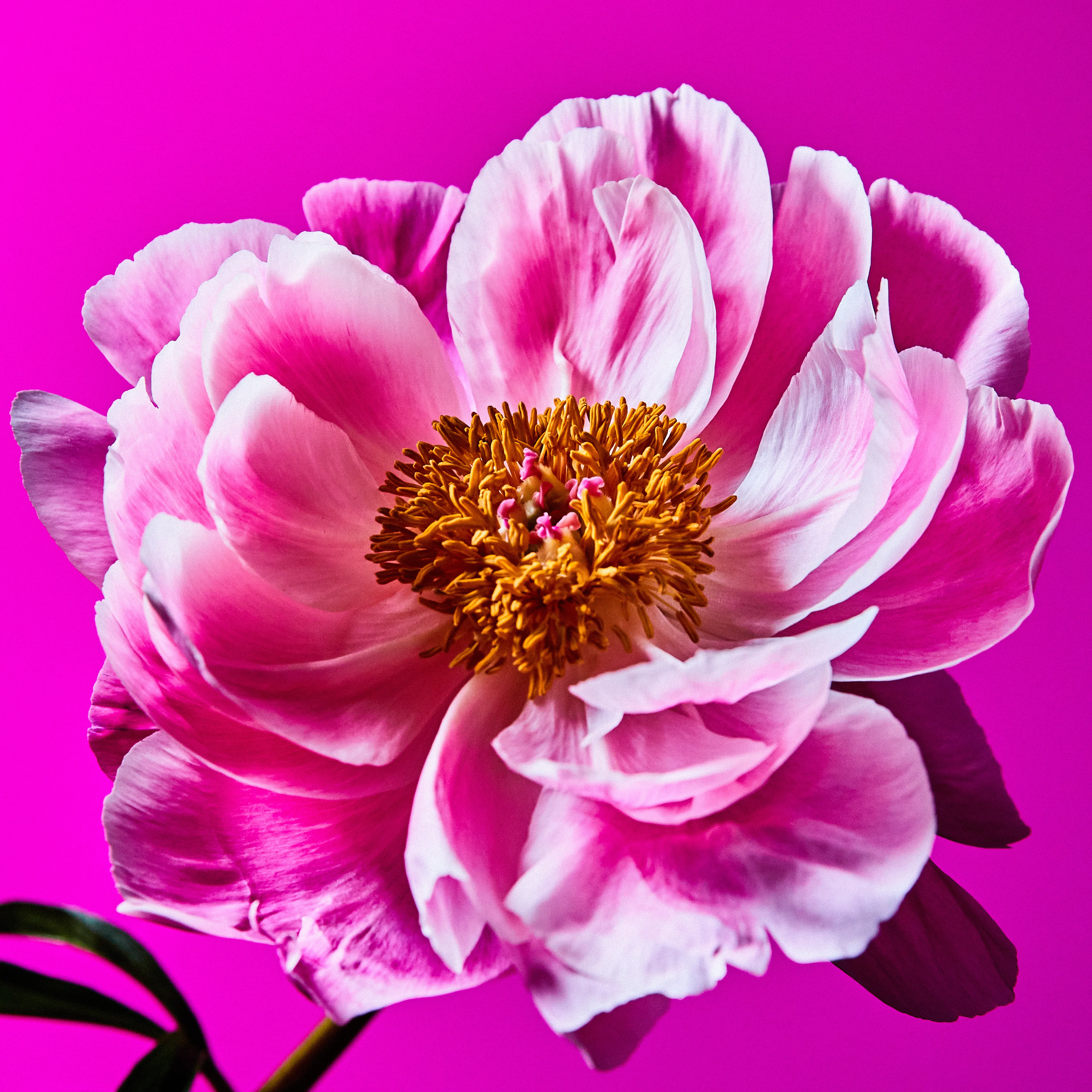 In their physical form, flowers represent a circle of life from seed to growth to eventual bloom and death. In digital form, these flowers become immortal. ‍The Flowers Project is a collection of 50 1of1 photographs. Each NFT is dynamic and responds to the price of Ethereum.