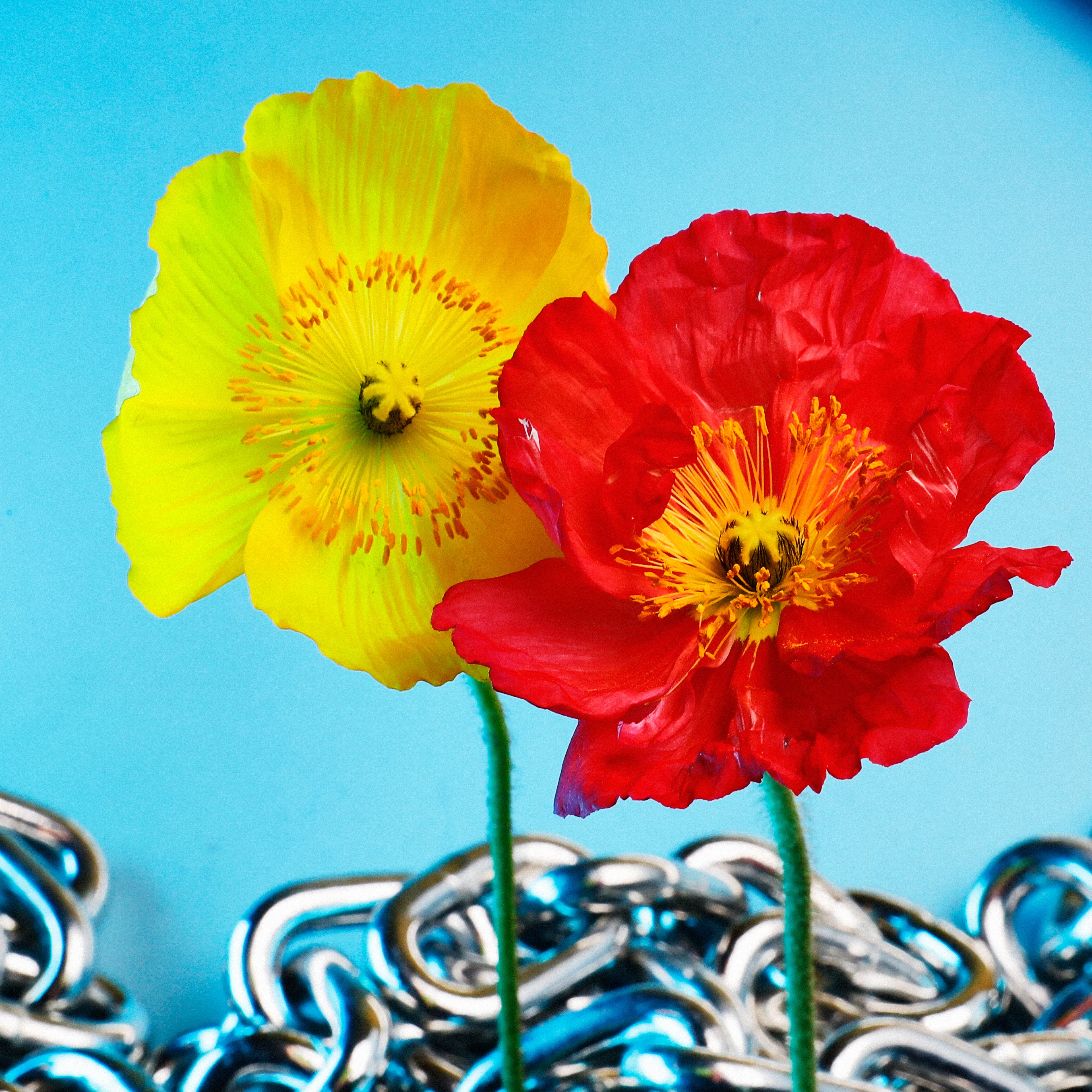 In their physical form, flowers represent a circle of life from seed to growth to eventual bloom and death. In digital form, these flowers become immortal. ‍The Flowers Project is a collection of 50 1of1 photographs. Each NFT is dynamic and responds to the price of Ethereum.
