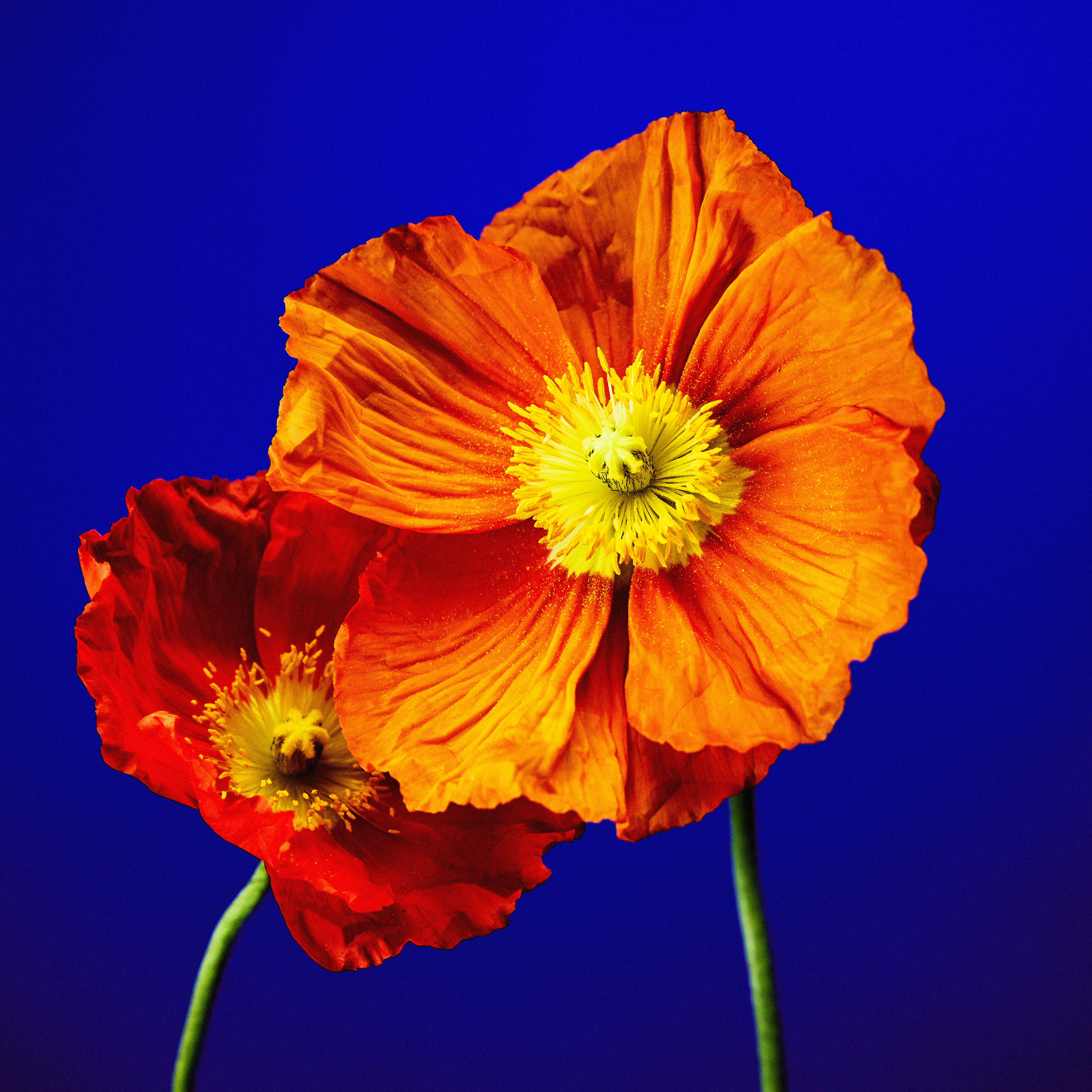 In their physical form, flowers represent a circle of life from seed to growth to eventual bloom and death. In digital form, these flowers become immortal. ‍The Flowers Project is a collection of 50 1of1 photographs. Each NFT is dynamic and responds to the price of Ethereum.