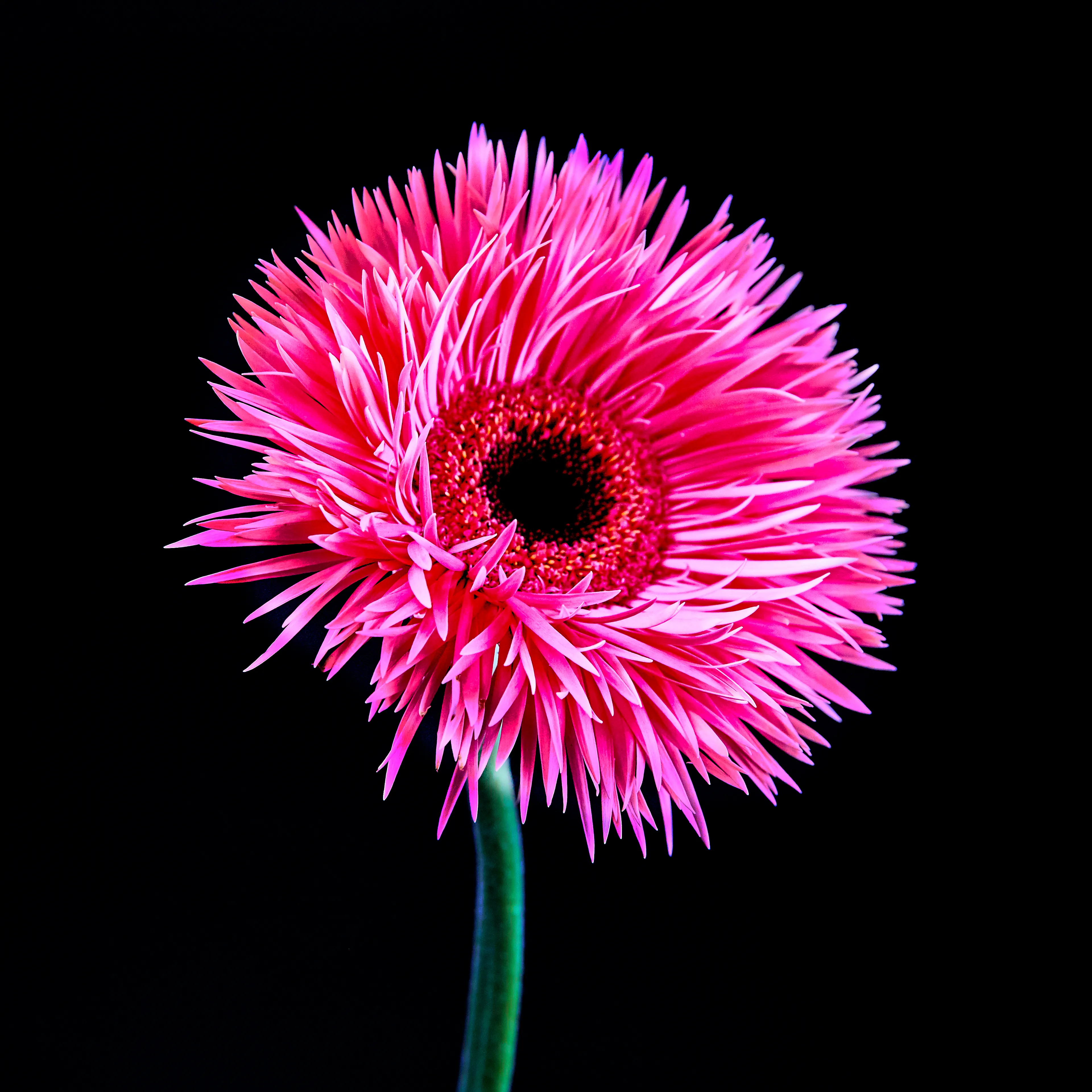In their physical form, flowers represent a circle of life from seed to growth to eventual bloom and death. In digital form, these flowers become immortal. ‍The Flowers Project is a collection of 50 1of1 photographs. Each NFT is dynamic and responds to the price of Ethereum.