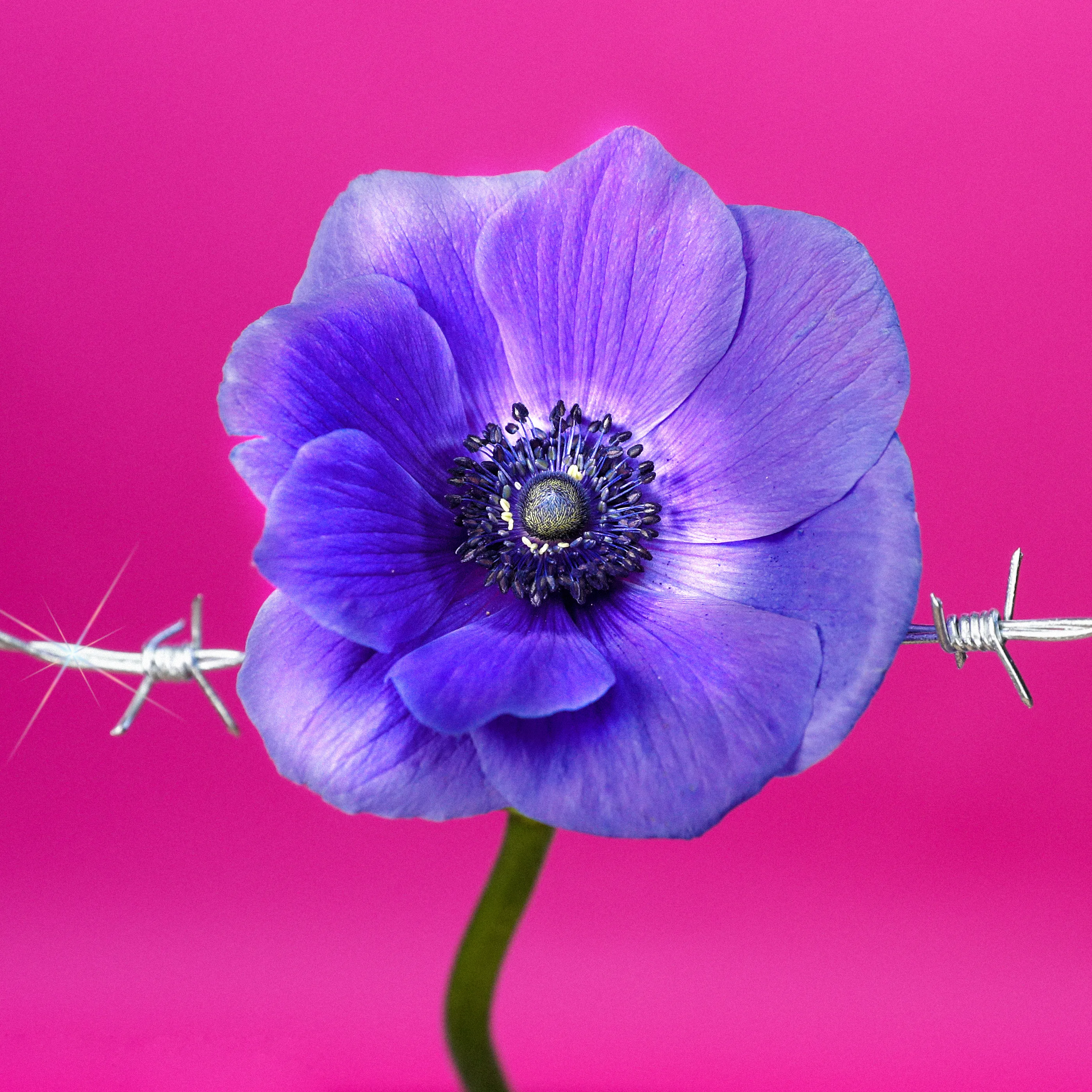In their physical form, flowers represent a circle of life from seed to growth to eventual bloom and death. In digital form, these flowers become immortal. ‍The Flowers Project is a collection of 50 1of1 photographs. Each NFT is dynamic and responds to the price of Ethereum.