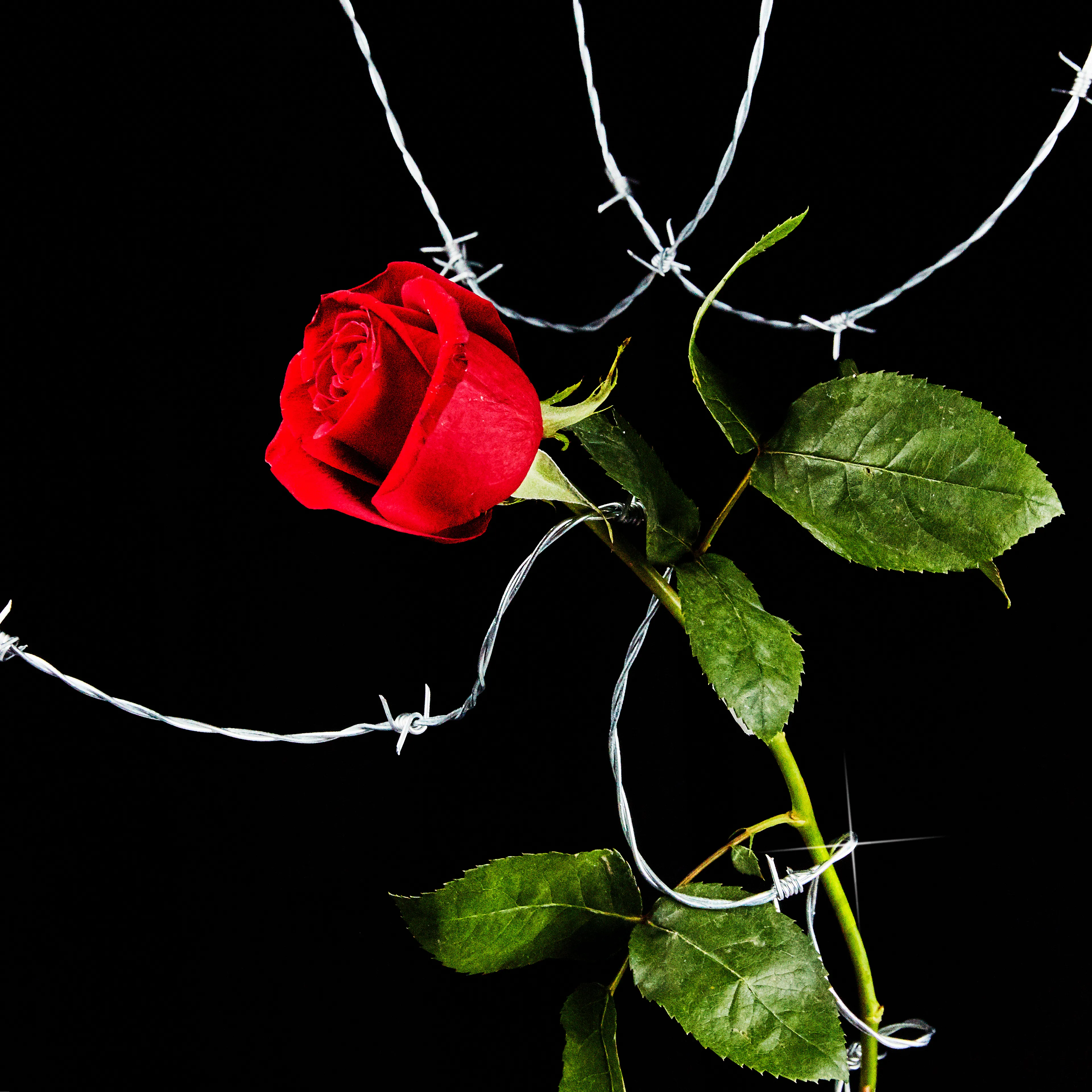 In their physical form, flowers represent a circle of life from seed to growth to eventual bloom and death. In digital form, these flowers become immortal. ‍The Flowers Project is a collection of 50 1of1 photographs. Each NFT is dynamic and responds to the price of Ethereum.