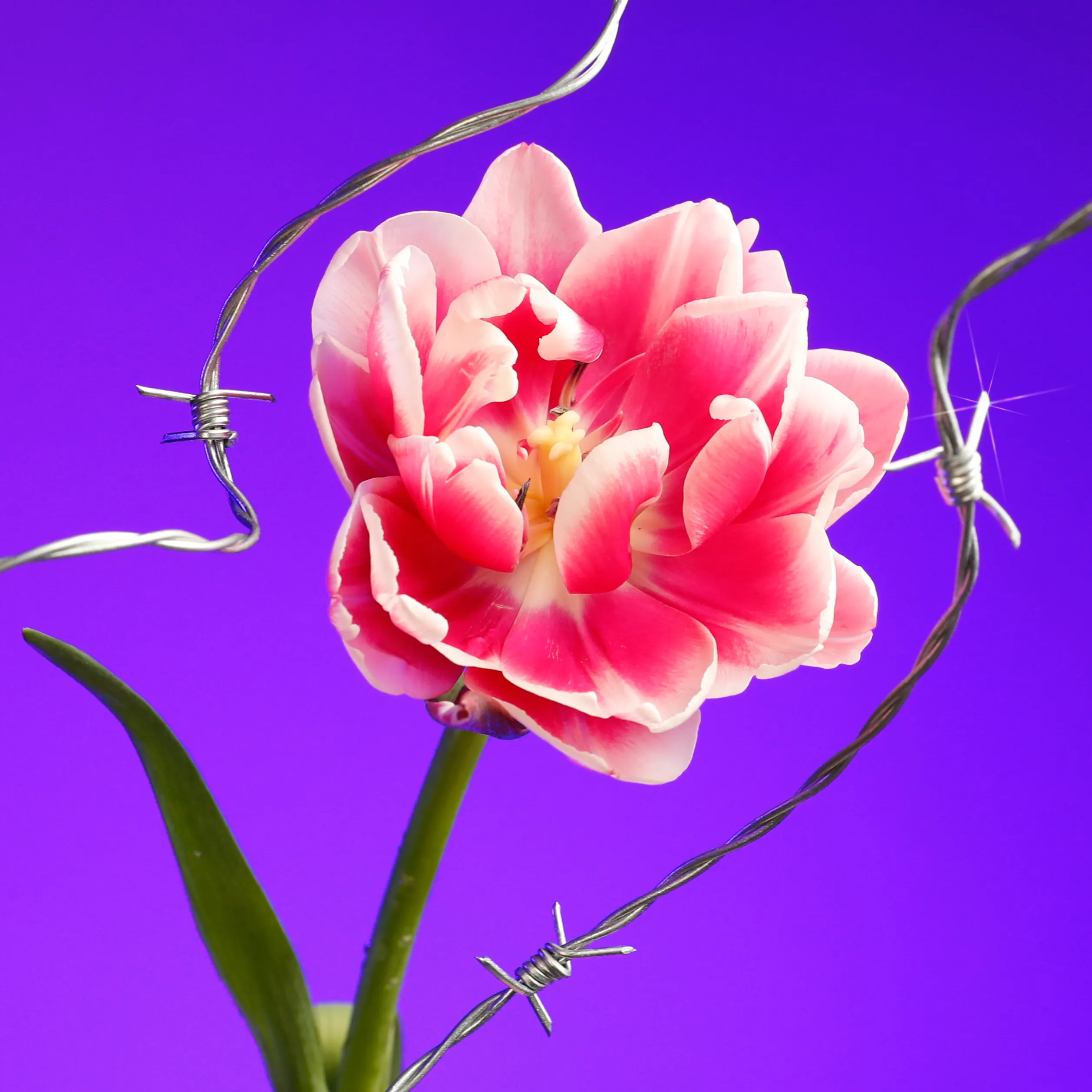 In their physical form, flowers represent a circle of life from seed to growth to eventual bloom and death. In digital form, these flowers become immortal. ‍The Flowers Project is a collection of 50 1of1 photographs. Each NFT is dynamic and responds to the price of Ethereum.