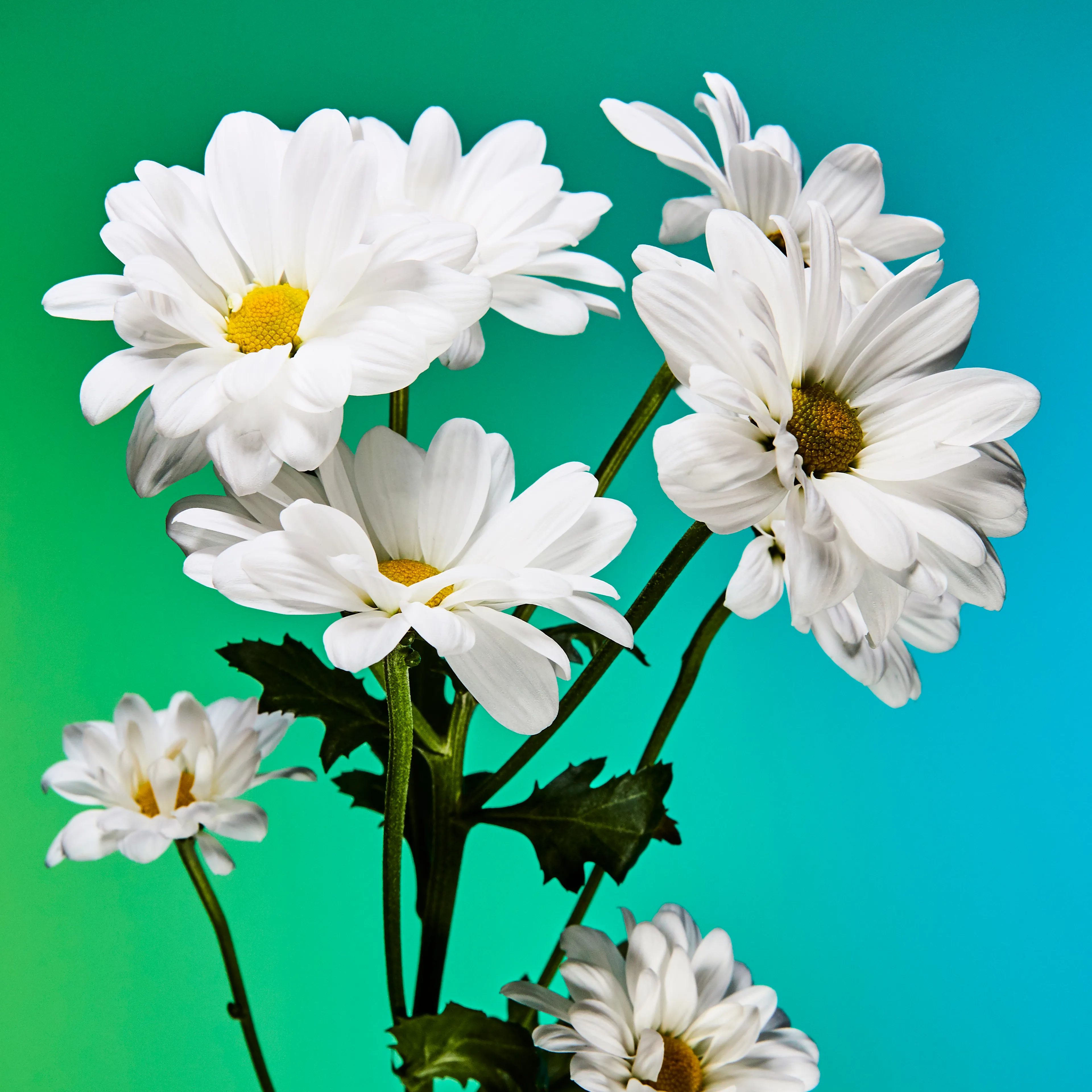 In their physical form, flowers represent a circle of life from seed to growth to eventual bloom and death. In digital form, these flowers become immortal. ‍The Flowers Project is a collection of 50 1of1 photographs. Each NFT is dynamic and responds to the price of Ethereum.