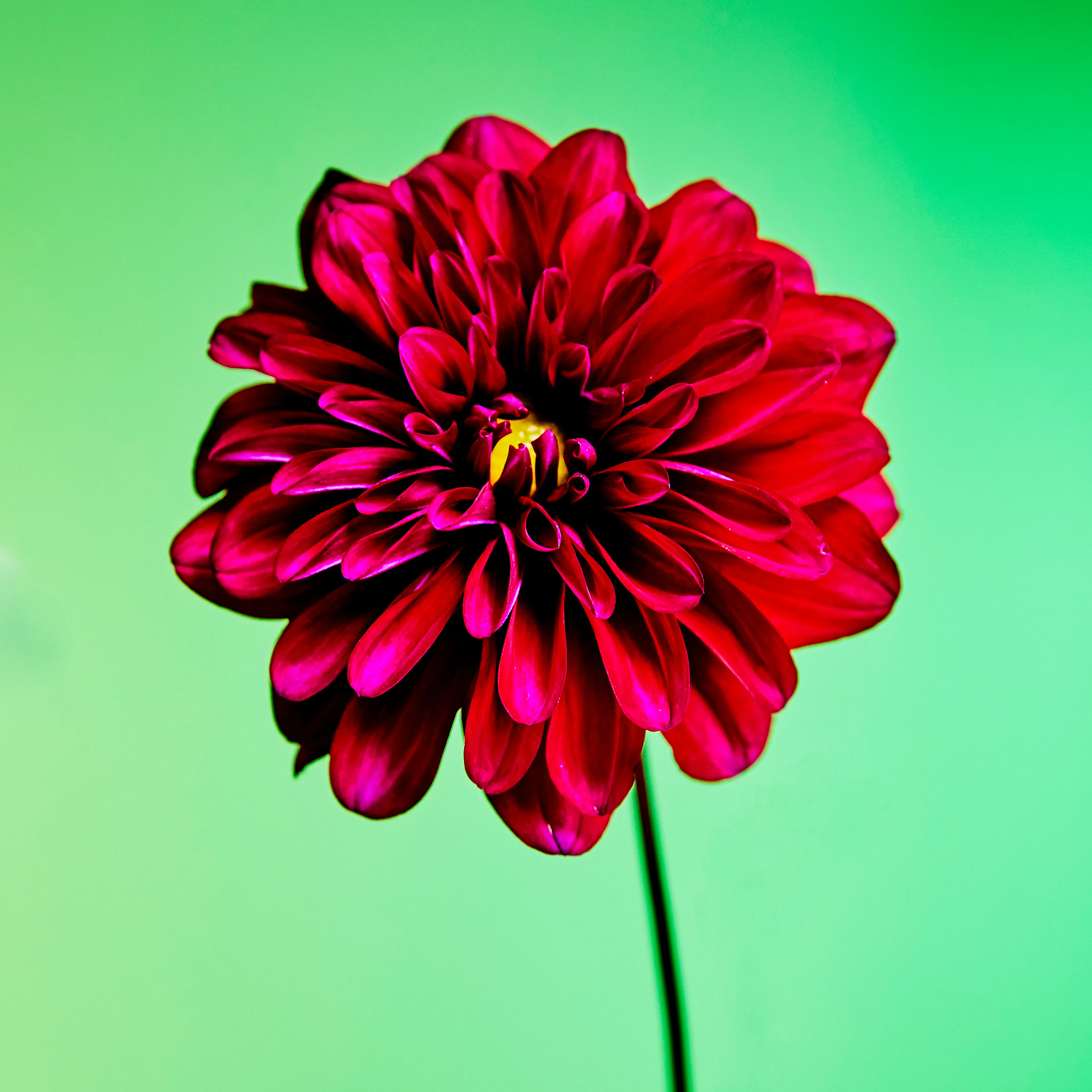 In their physical form, flowers represent a circle of life from seed to growth to eventual bloom and death. In digital form, these flowers become immortal. ‍The Flowers Project is a collection of 50 1of1 photographs. Each NFT is dynamic and responds to the price of Ethereum.
