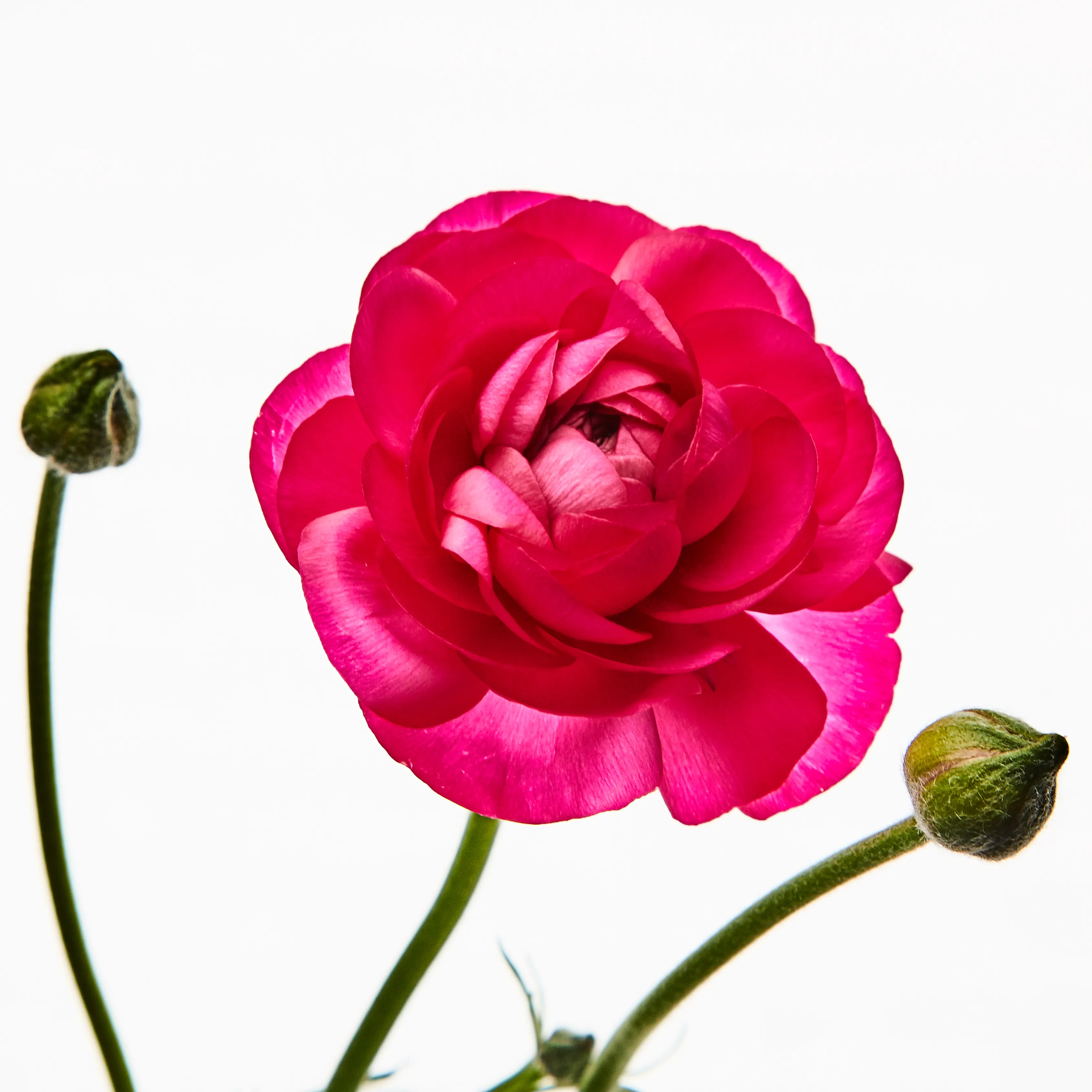 In their physical form, flowers represent a circle of life from seed to growth to eventual bloom and death. In digital form, these flowers become immortal. ‍The Flowers Project is a collection of 50 1of1 photographs. Each NFT is dynamic and responds to the price of Ethereum.
