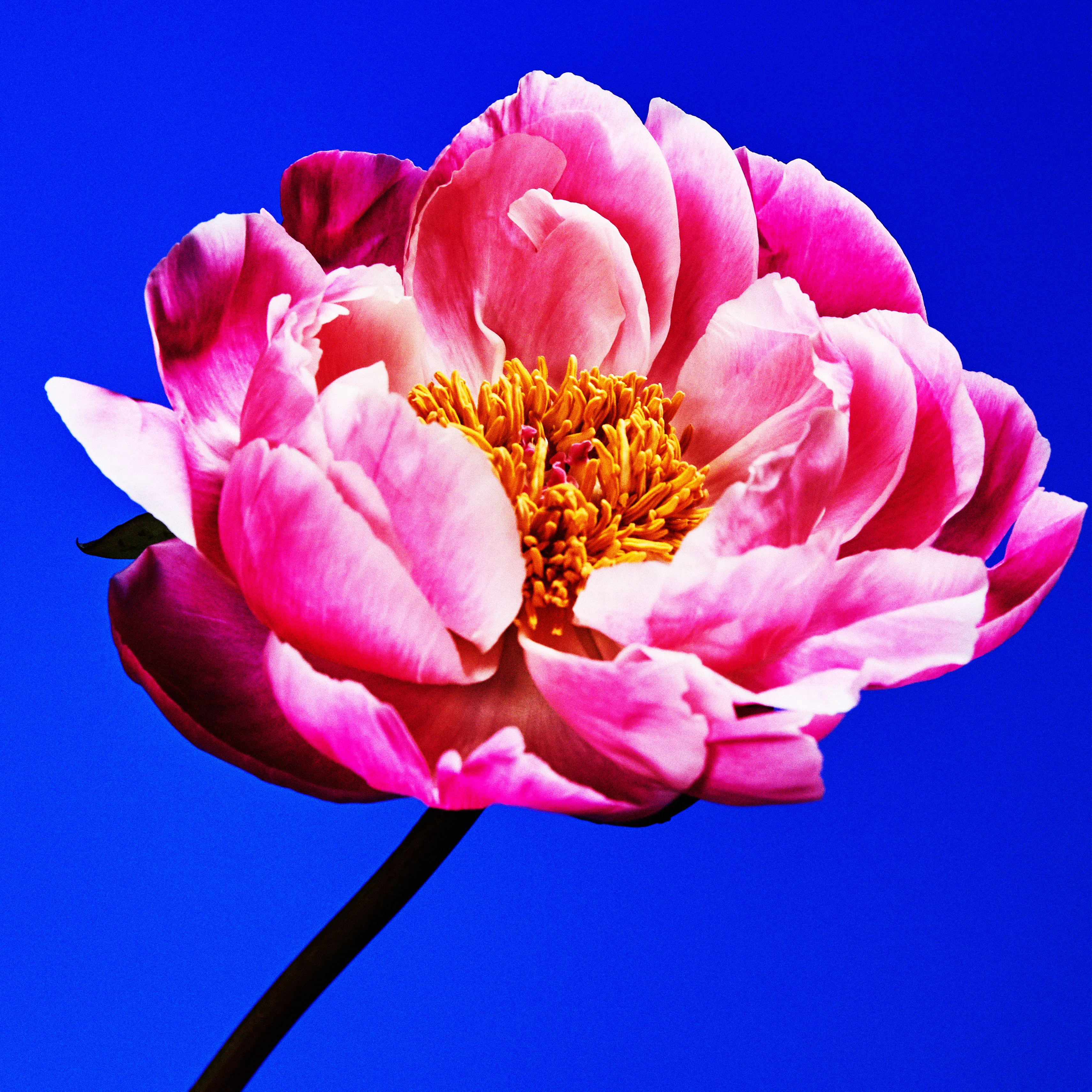 In their physical form, flowers represent a circle of life from seed to growth to eventual bloom and death. In digital form, these flowers become immortal. ‍The Flowers Project is a collection of 50 1of1 photographs. Each NFT is dynamic and responds to the price of Ethereum.