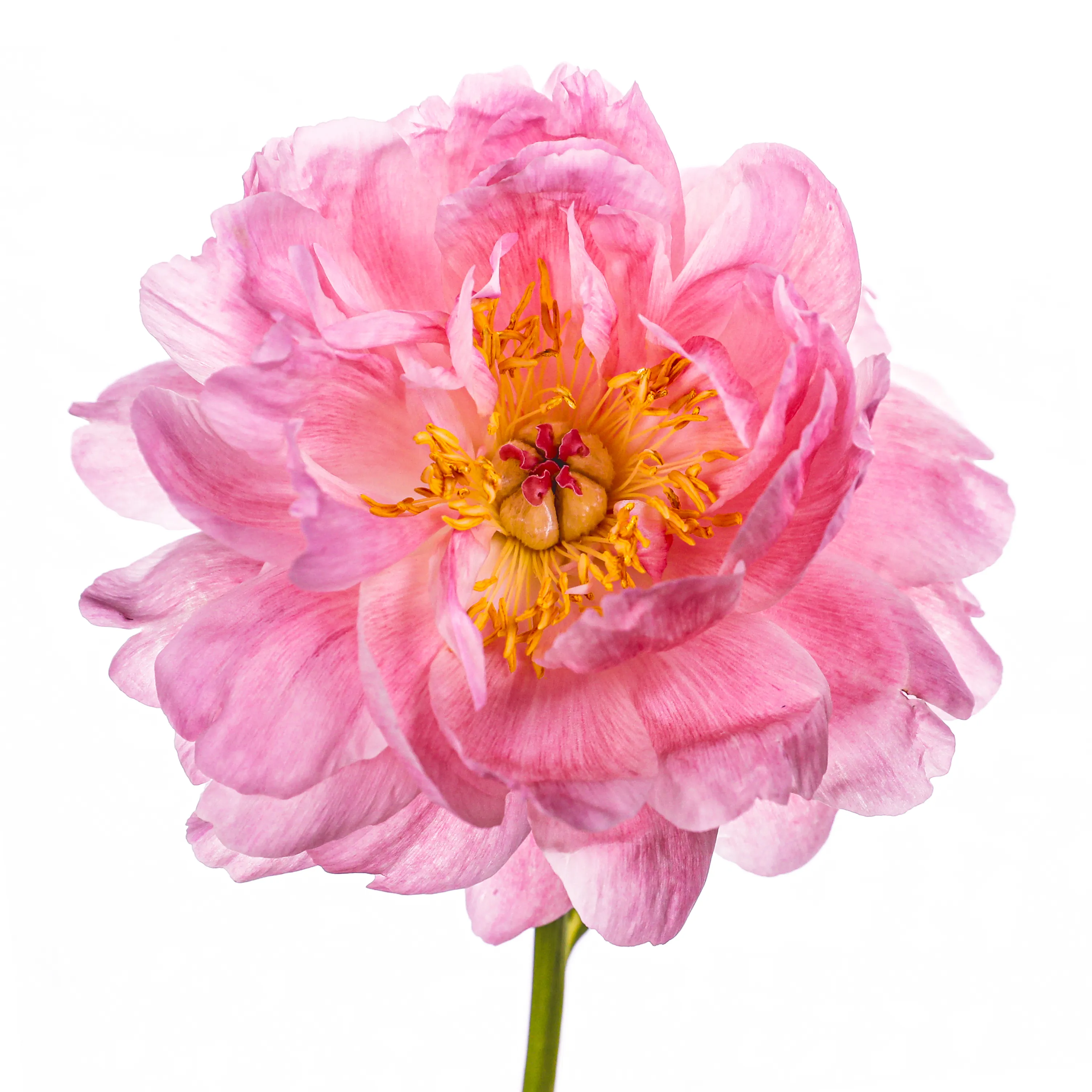 In their physical form, flowers represent a circle of life from seed to growth to eventual bloom and death. In digital form, these flowers become immortal. ‍The Flowers Project is a collection of 50 1of1 photographs. Each NFT is dynamic and responds to the price of Ethereum.