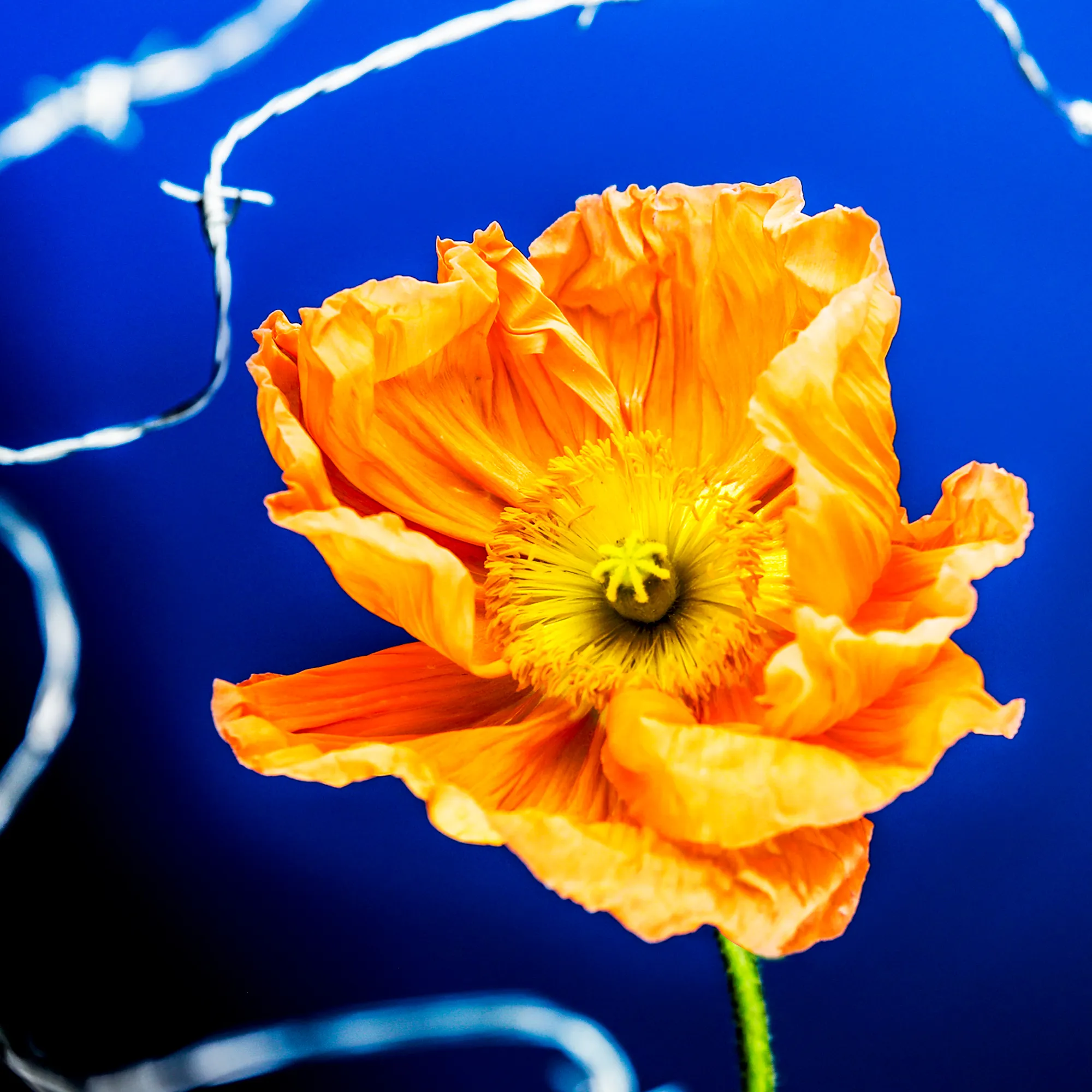 In their physical form, flowers represent a circle of life from seed to growth to eventual bloom and death. In digital form, these flowers become immortal. ‍The Flowers Project is a collection of 50 1of1 photographs. Each NFT is dynamic and responds to the price of Ethereum.
